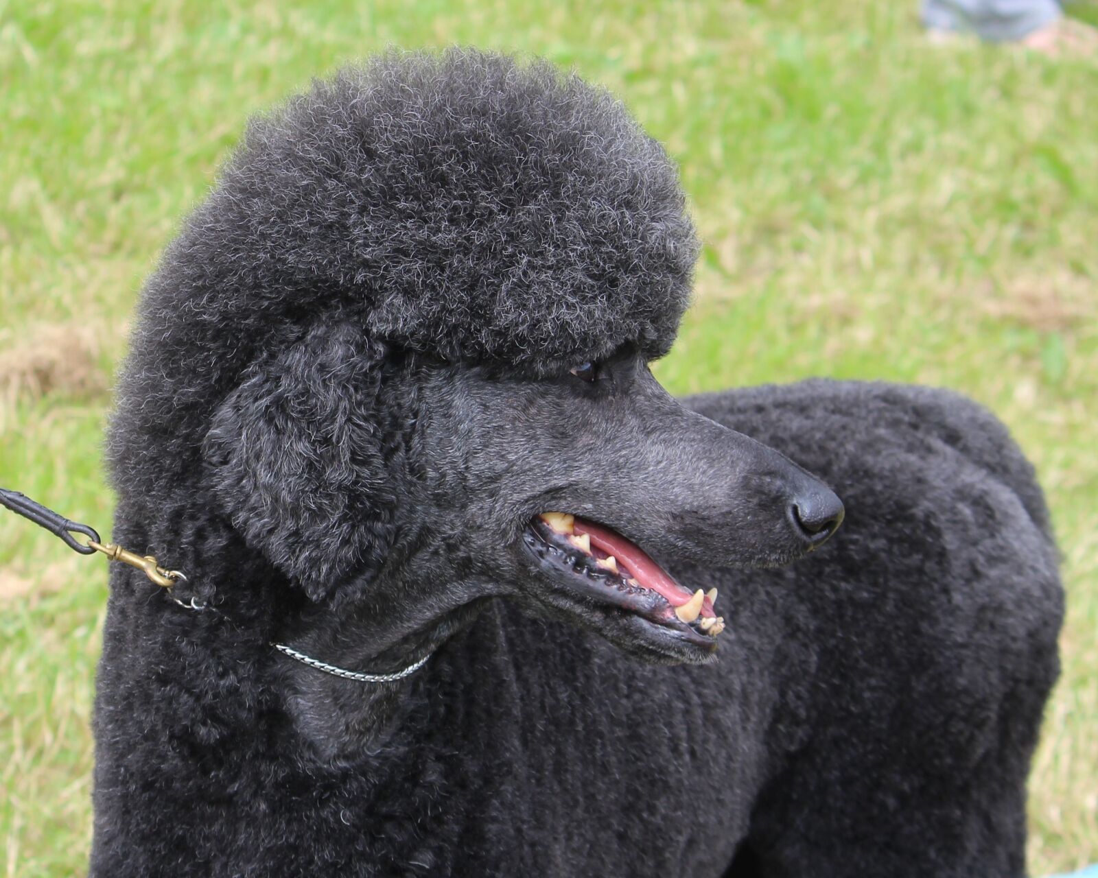 Canon EOS 700D (EOS Rebel T5i / EOS Kiss X7i) + Canon EF-S 55-250mm F4-5.6 IS sample photo. Black dog, poodle, animal photography