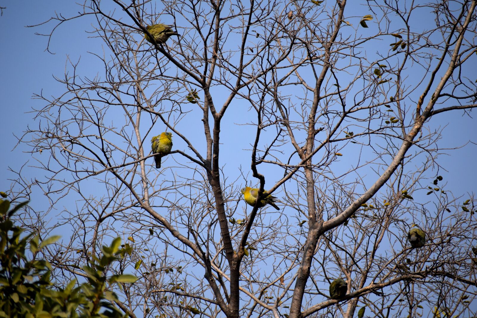 Nikon D3300 sample photo. Tree, branches, birds photography