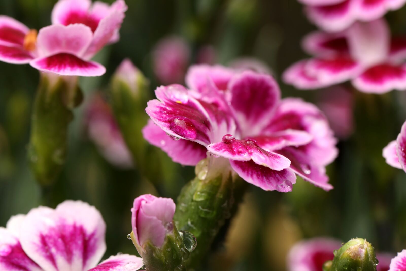 Canon EOS R sample photo. Carnation, flower, bloom photography
