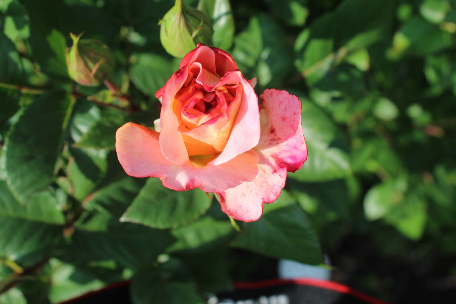 Canon EOS 1300D (EOS Rebel T6 / EOS Kiss X80) sample photo. Rose, pink, flower photography