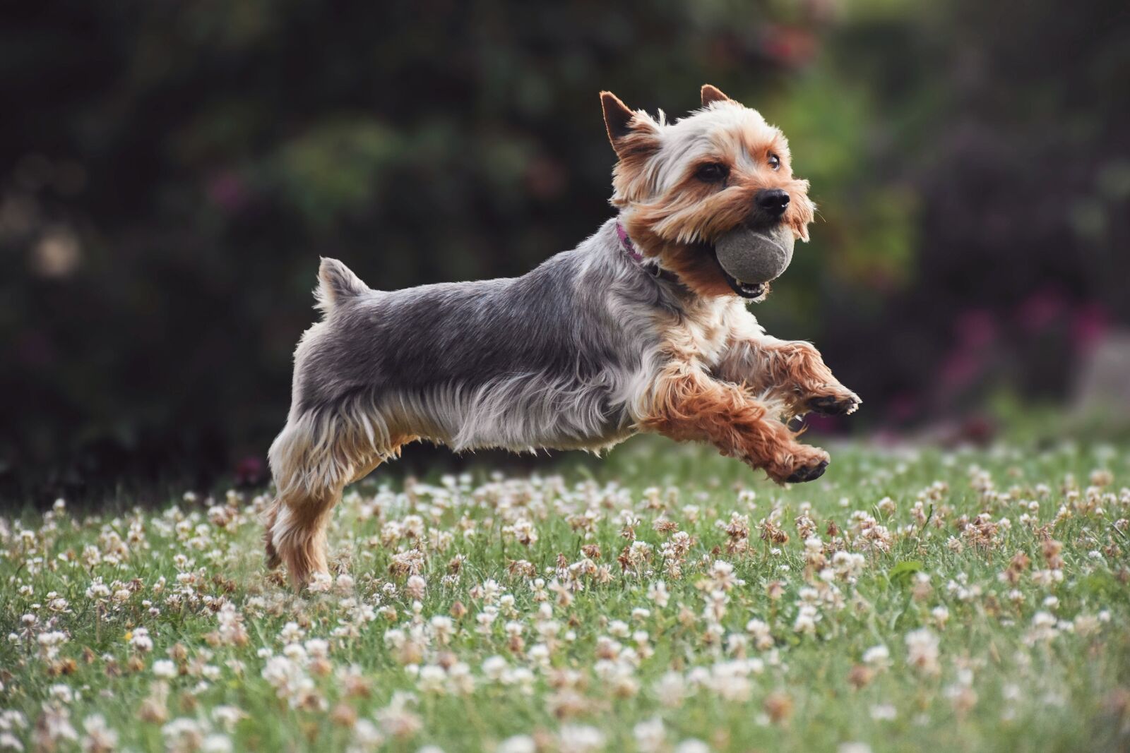 Nikon D7200 sample photo. Dog, pet, playful photography