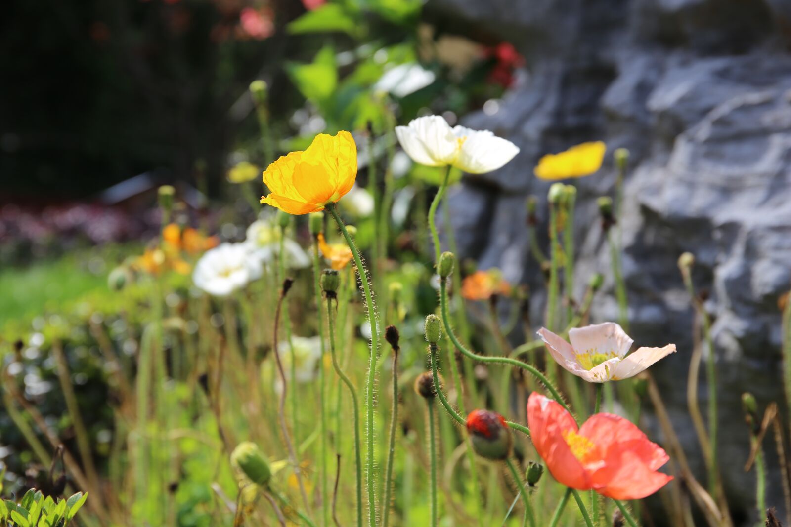 Canon EF 24-70mm F4L IS USM sample photo. Yu beauty, flower, park photography