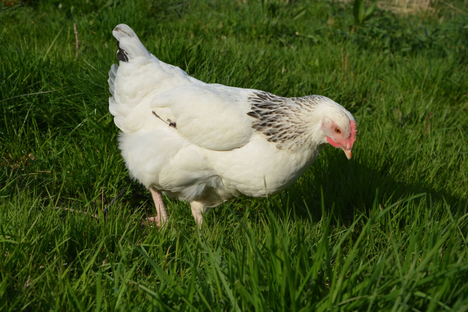 Nikon D5200 sample photo. Hen, white hen, peck photography