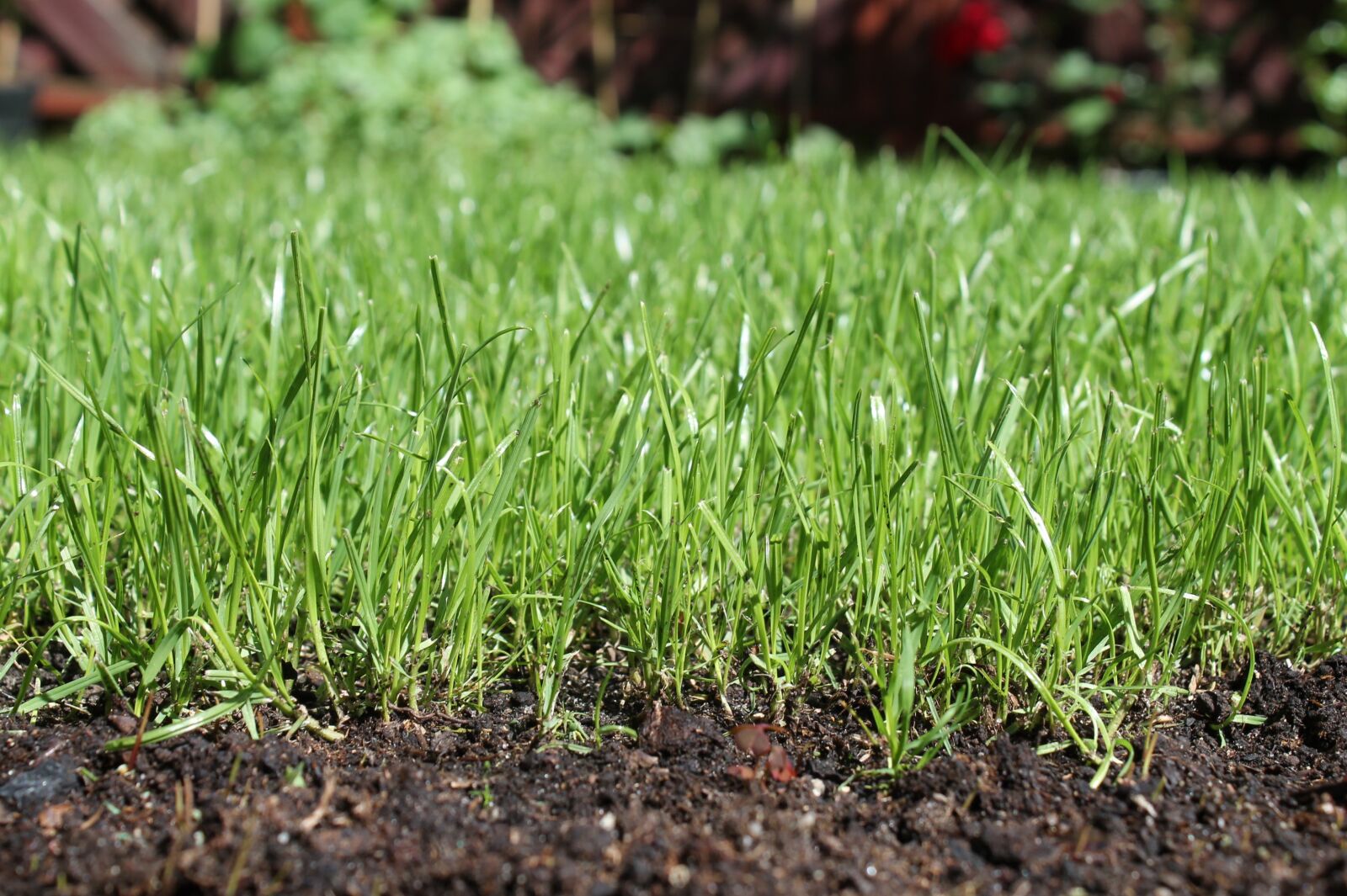Canon EOS 1100D (EOS Rebel T3 / EOS Kiss X50) sample photo. Earth, grass, soil photography