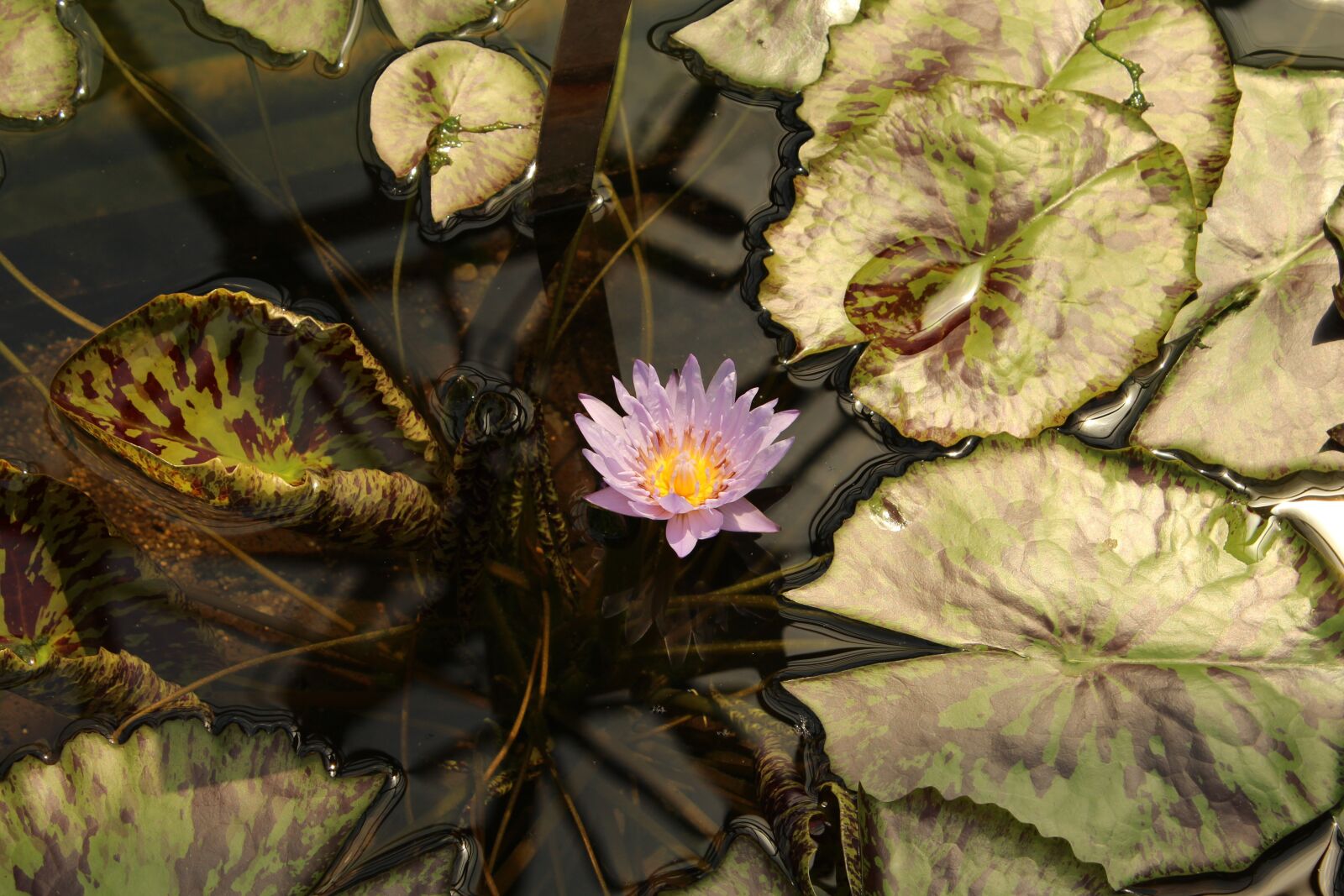 Canon EOS 600D (Rebel EOS T3i / EOS Kiss X5) sample photo. Botanical garden augsburg, water photography