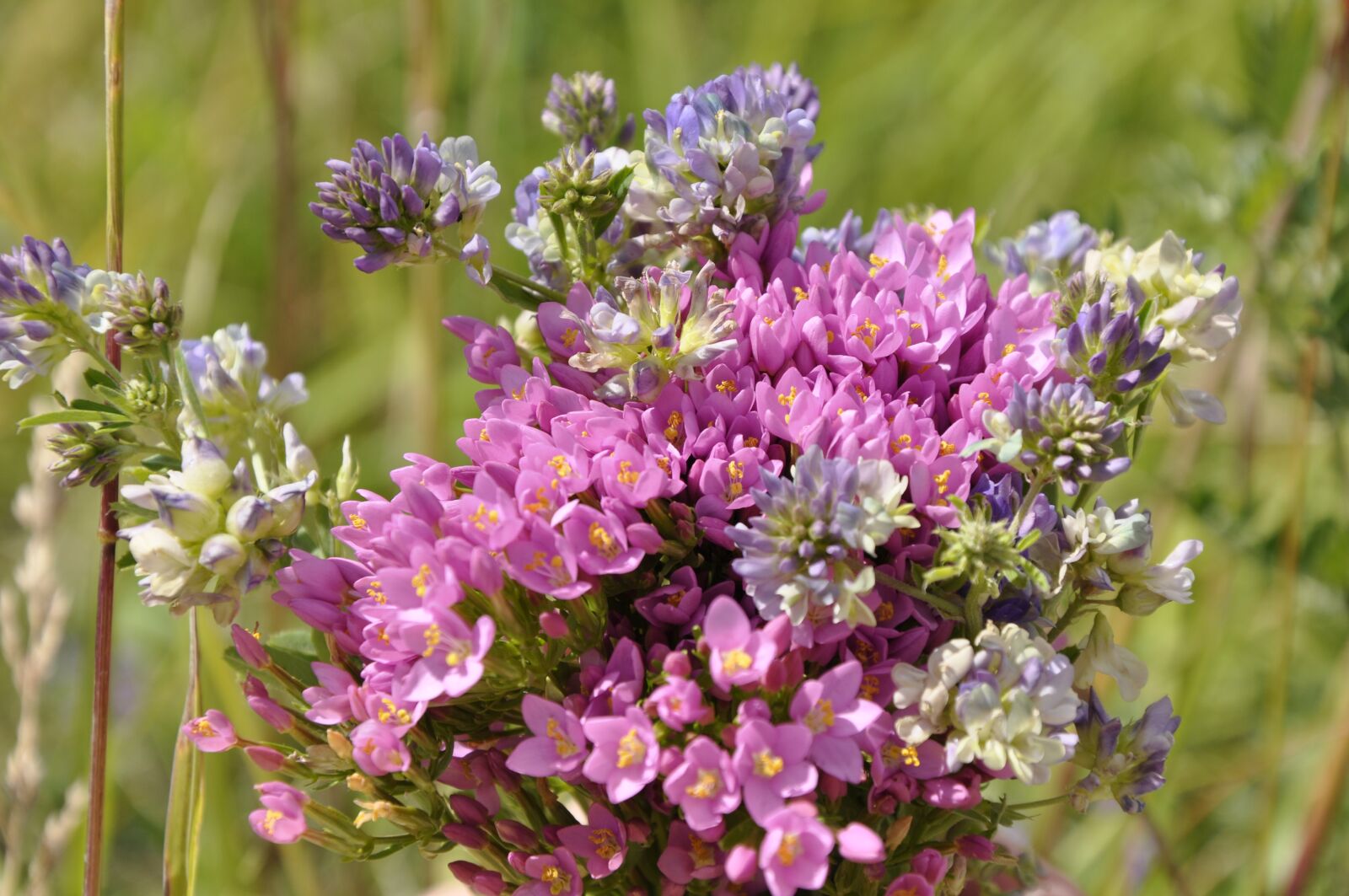 Nikon D90 sample photo. Nature, flowers, beautiful photography