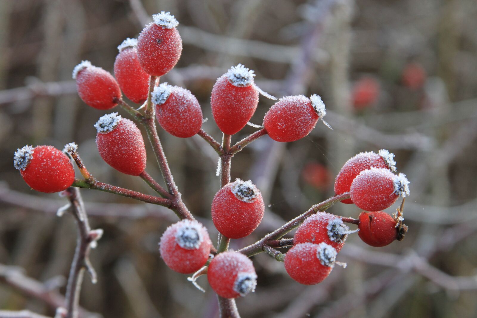 Canon EOS 7D sample photo. Rosehips, haws, red photography