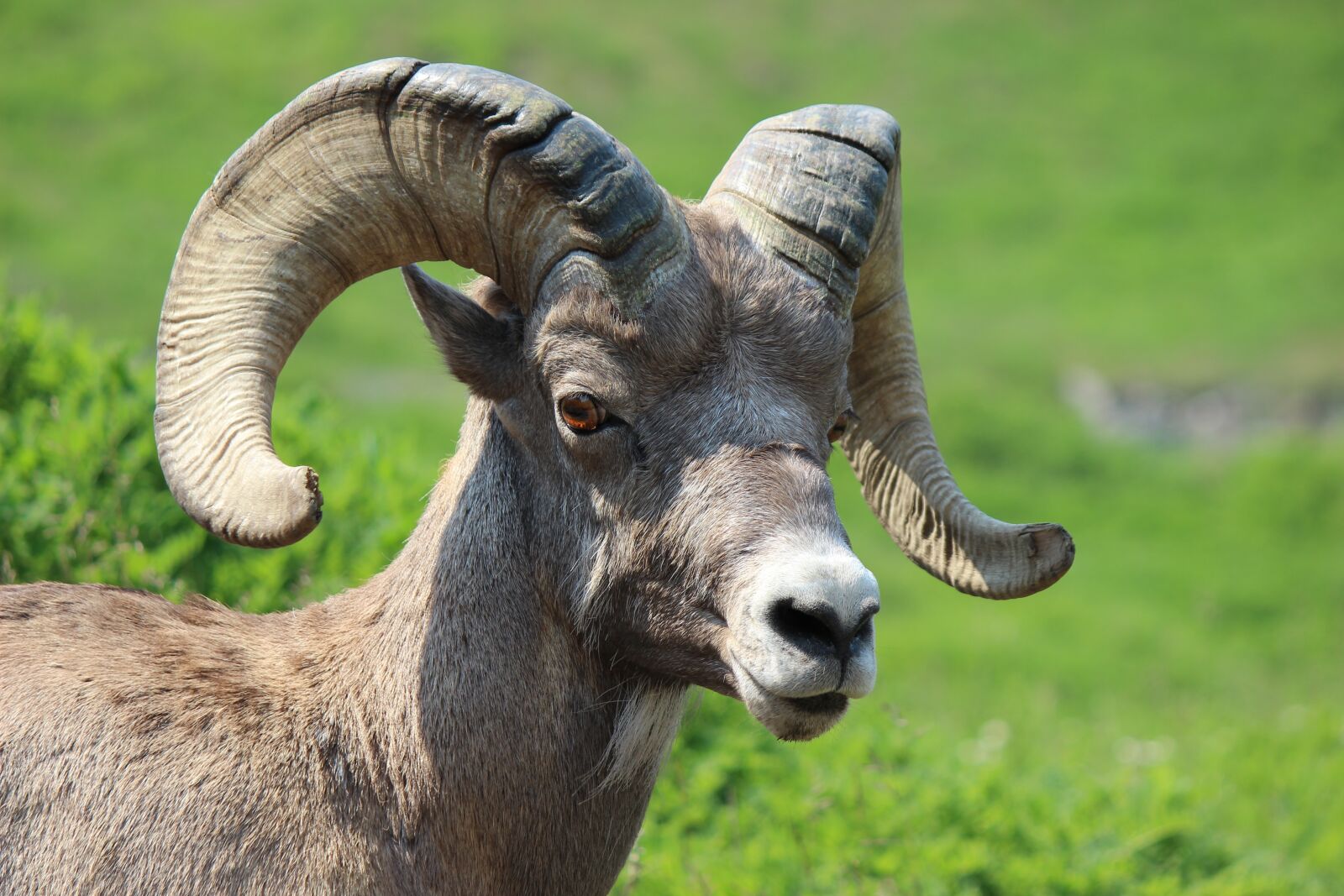 Canon EOS 600D (Rebel EOS T3i / EOS Kiss X5) sample photo. Big horn sheep, ram photography