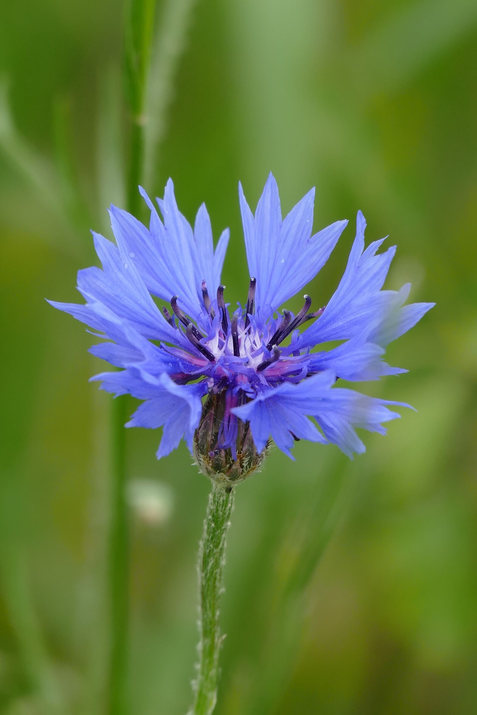 Panasonic Lumix DMC-FZ1000 sample photo. Cornflower, blue, flower photography