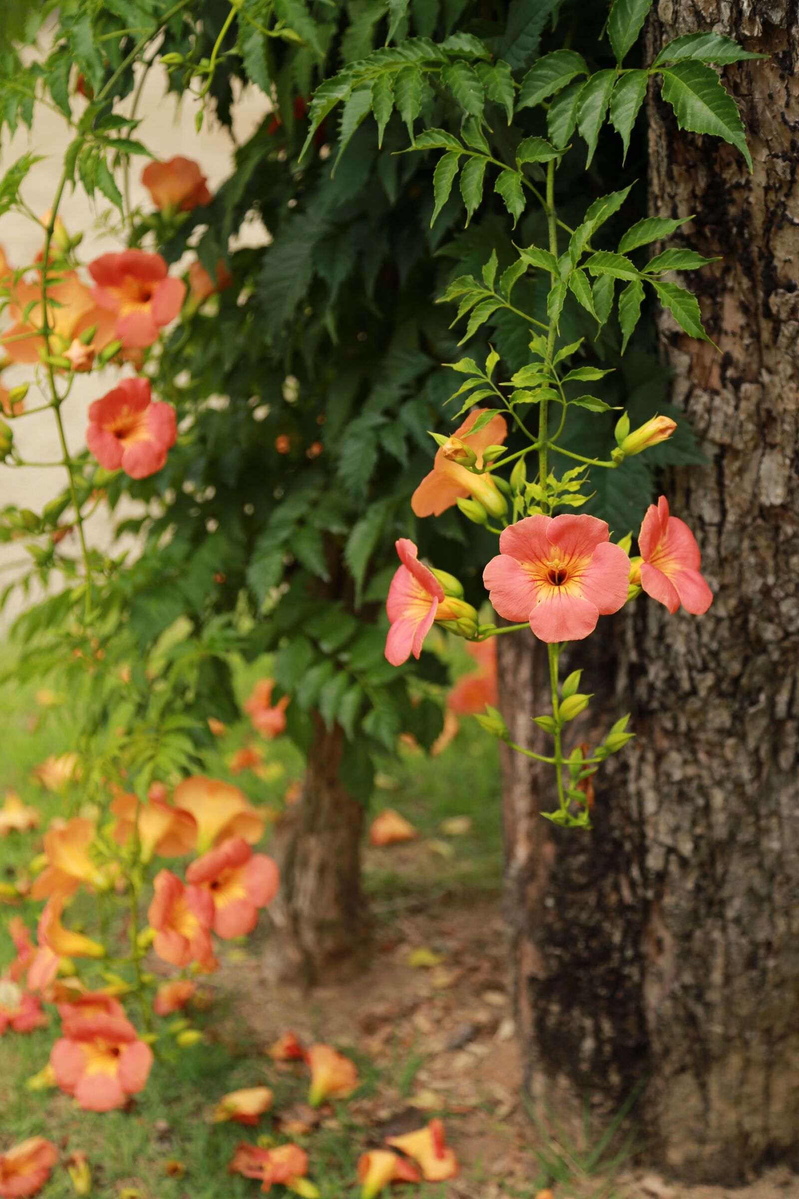 Canon EOS 6D + Canon EF 24-105mm F4L IS USM sample photo. Campsis, jacaranda trees, flowers photography