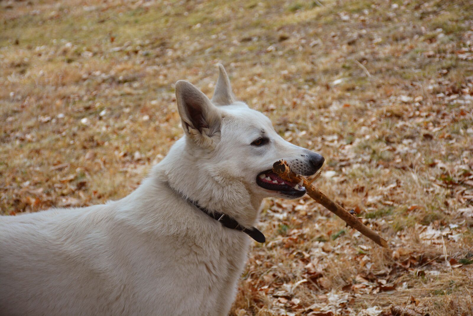 Nikon D5200 sample photo. White dog, pose, outdoors photography