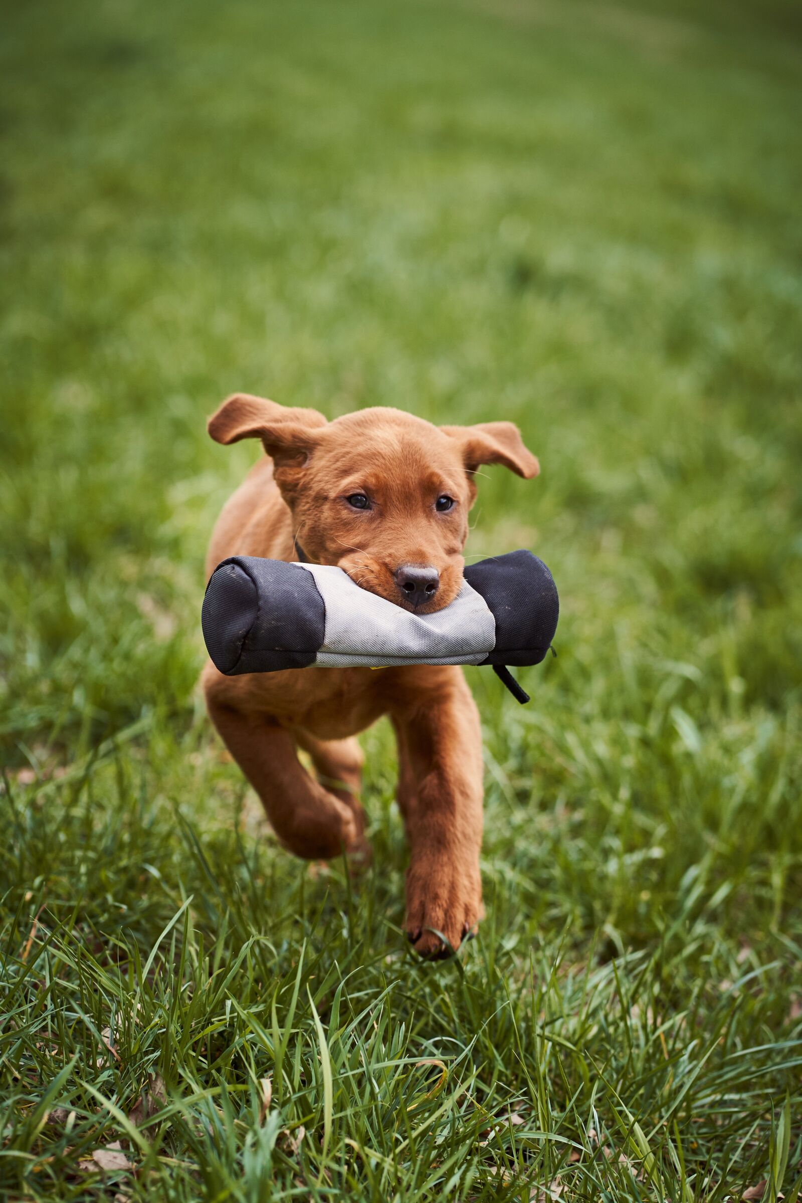 Sony FE 85mm F1.8 sample photo. Puppy, race, dog photography