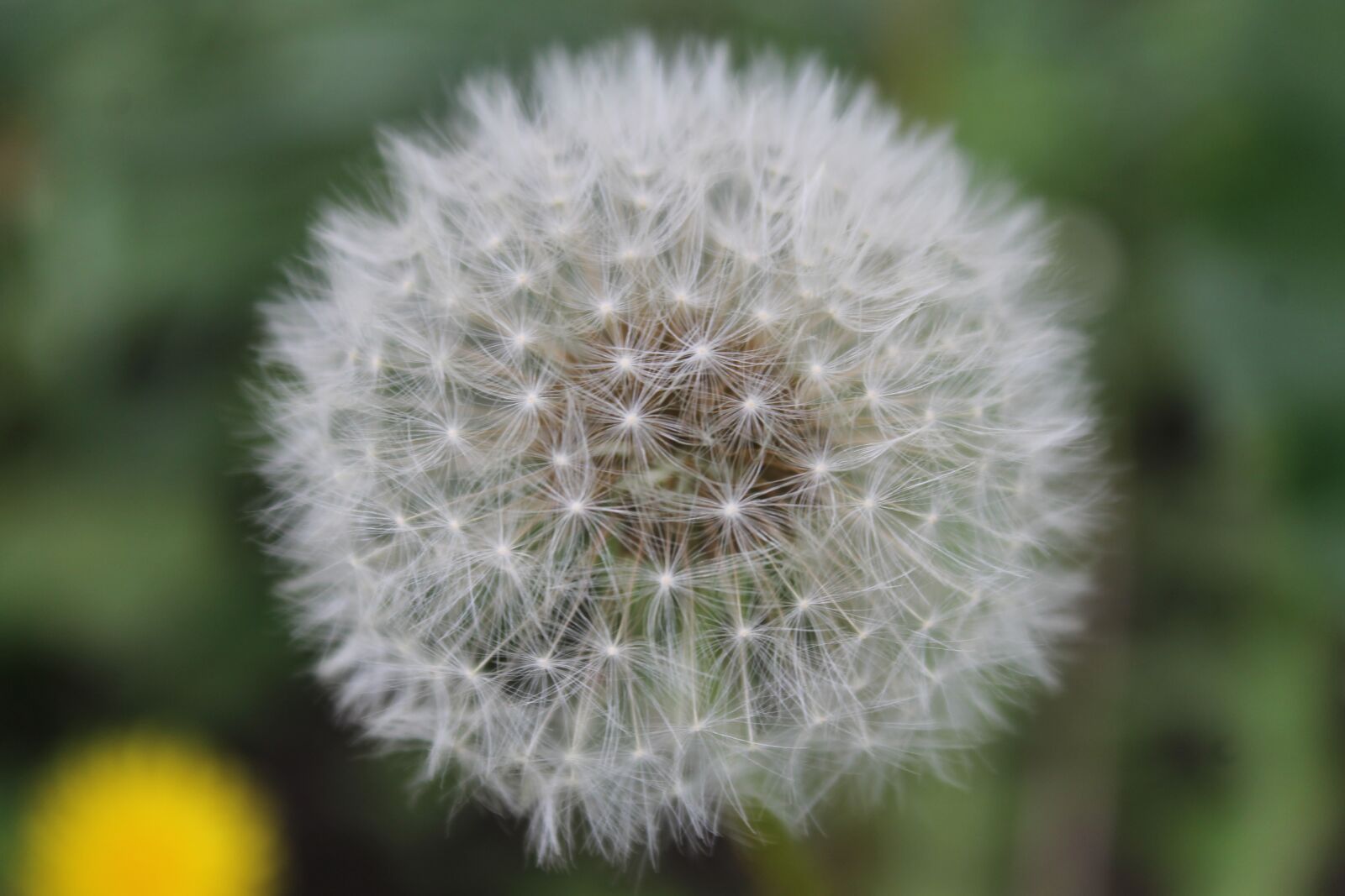 Canon EOS 1100D (EOS Rebel T3 / EOS Kiss X50) sample photo. Dandelion, white, summer flowers photography
