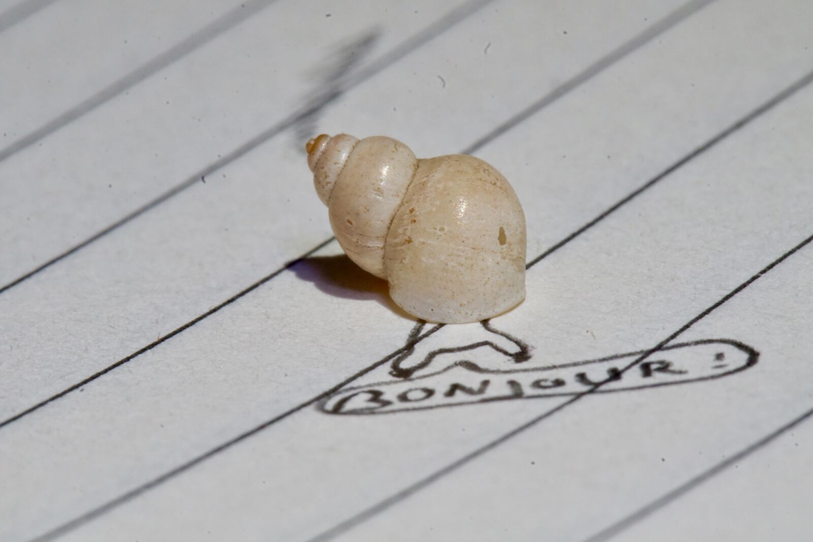Tamron Lens (255) sample photo. Notebook, seashell, sketch, snail photography