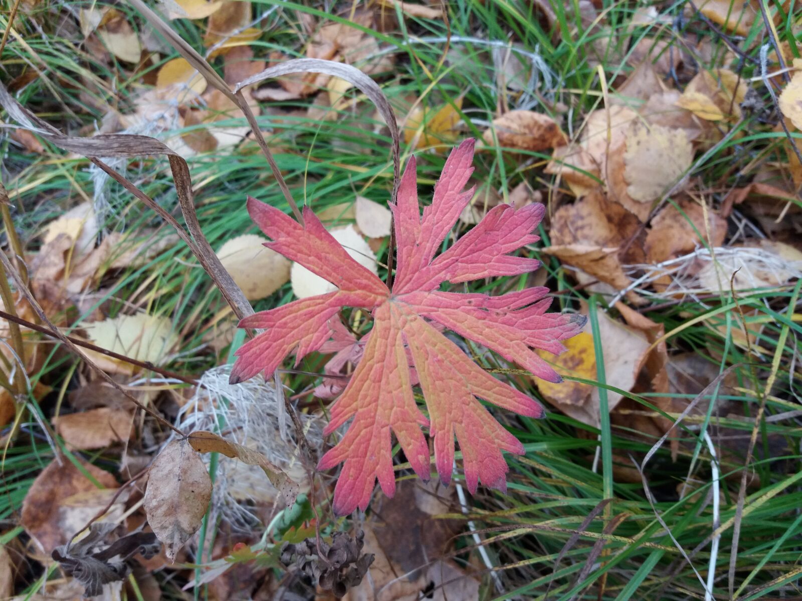Samsung Galaxy J5(2016) sample photo. лист, осень, nature photography
