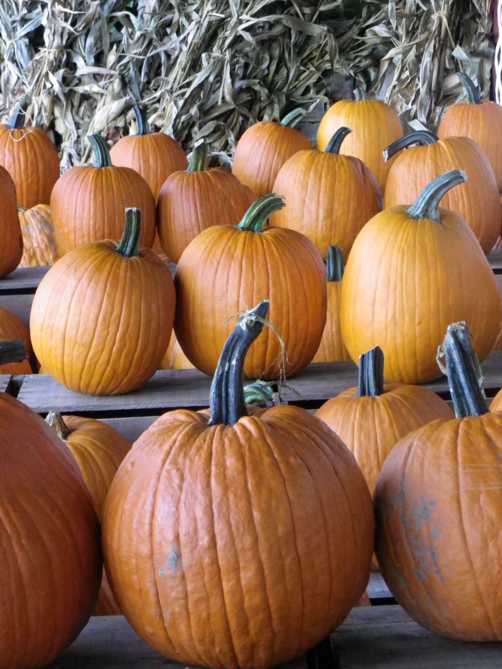 Pentax X90 sample photo. Pumpkins, fall, vegetable photography