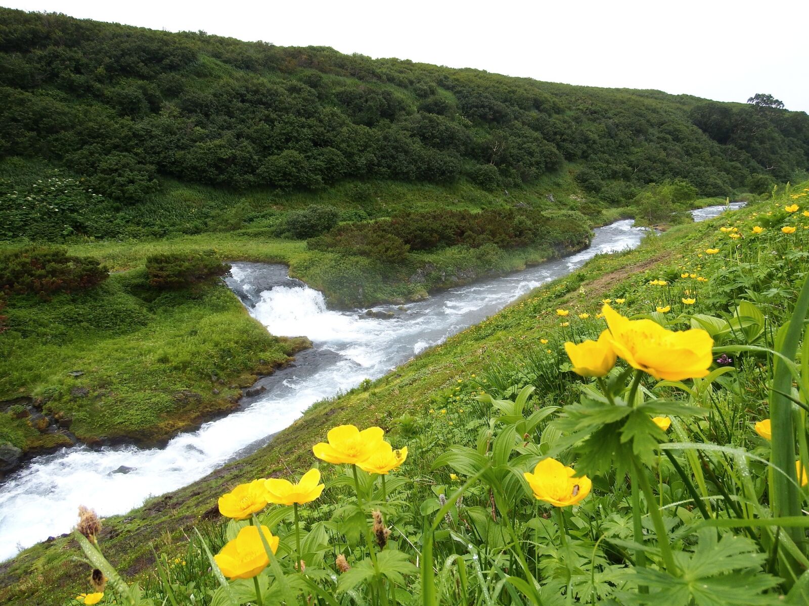 Fujifilm FinePix S1 sample photo. Creek, mountain plateau, flowers photography