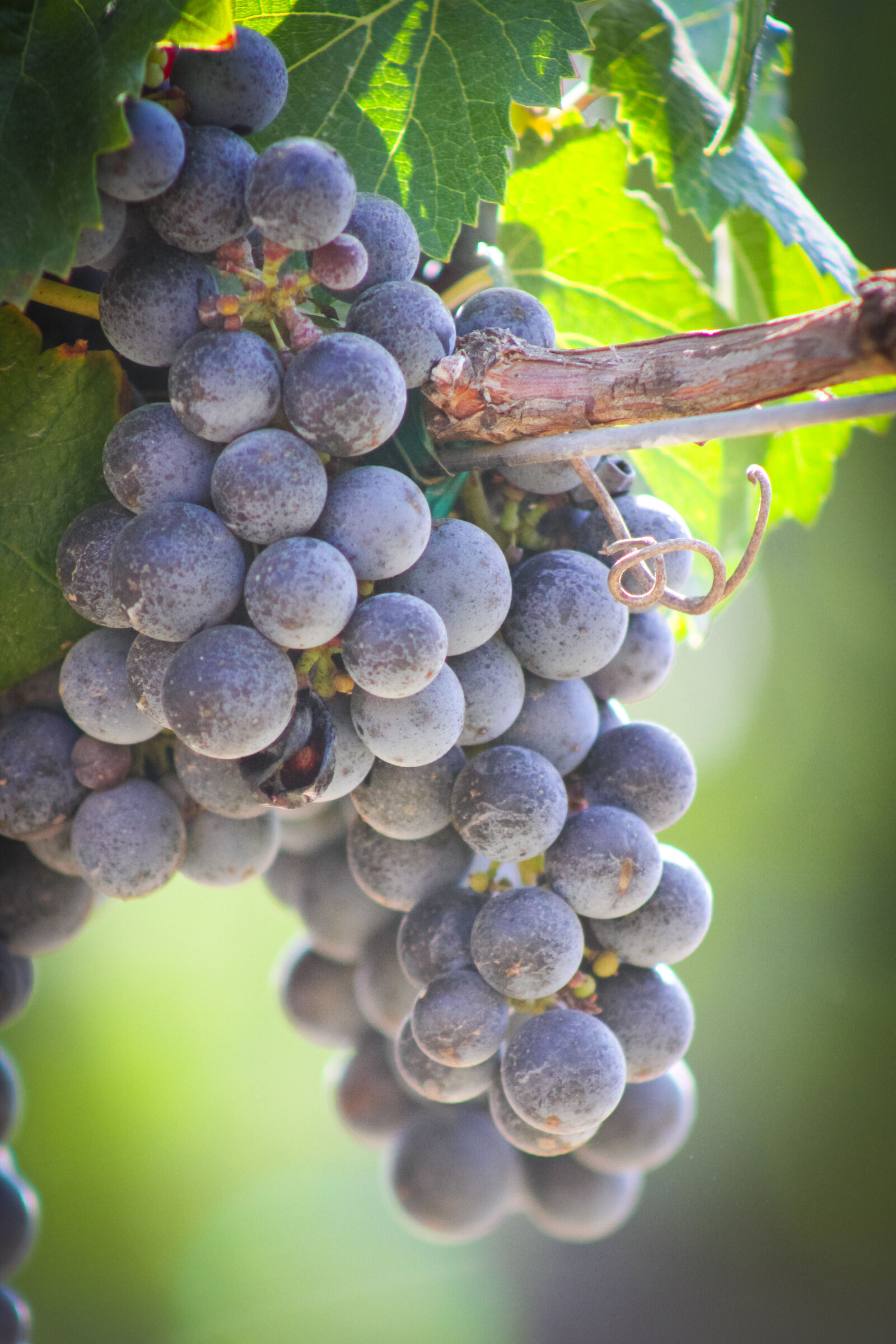 Canon EOS 7D + Canon EF 75-300mm f/4-5.6 USM sample photo. Winery, grapes, harvest, temeculawinecountry photography