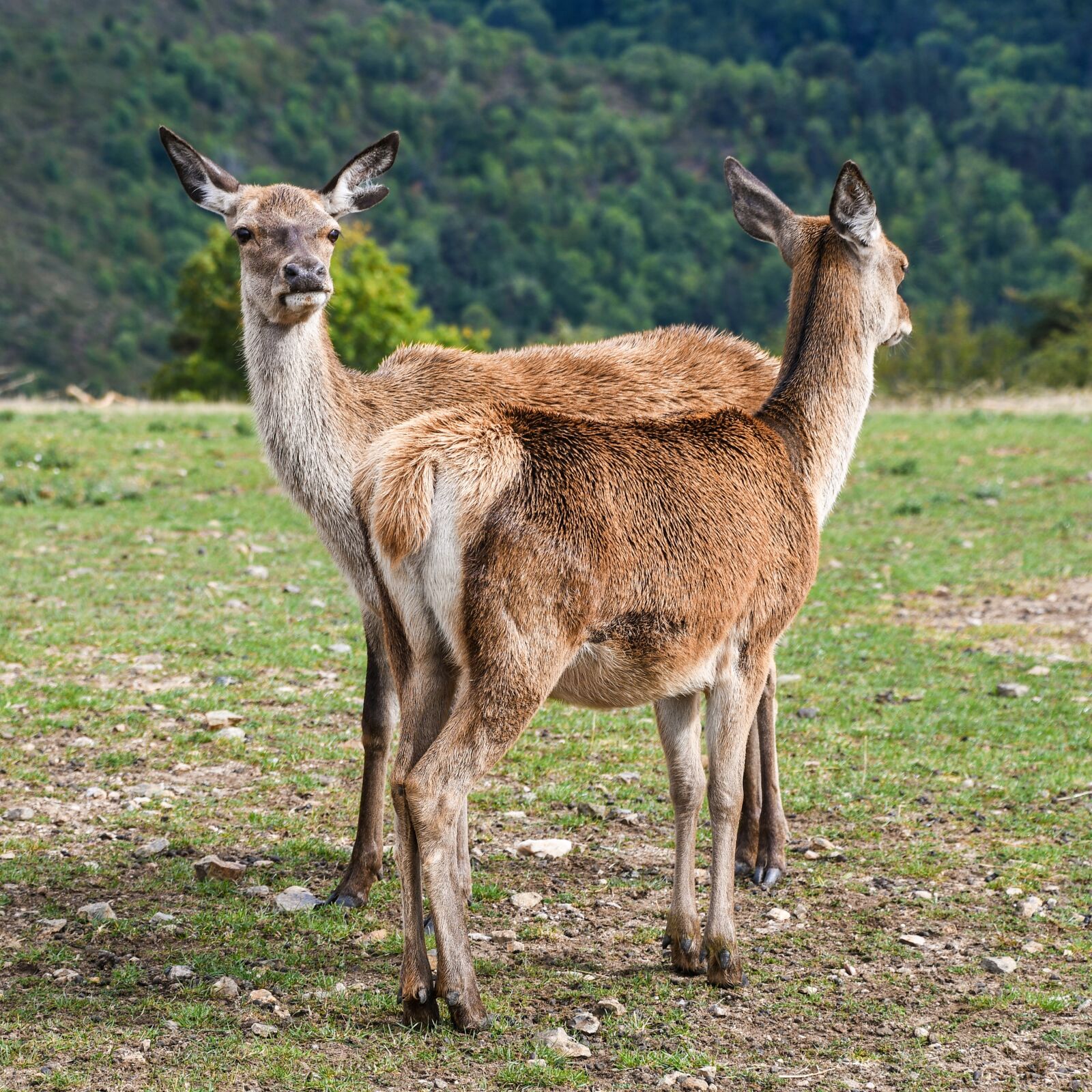 Nikon D500 sample photo. Biche, two, green photography