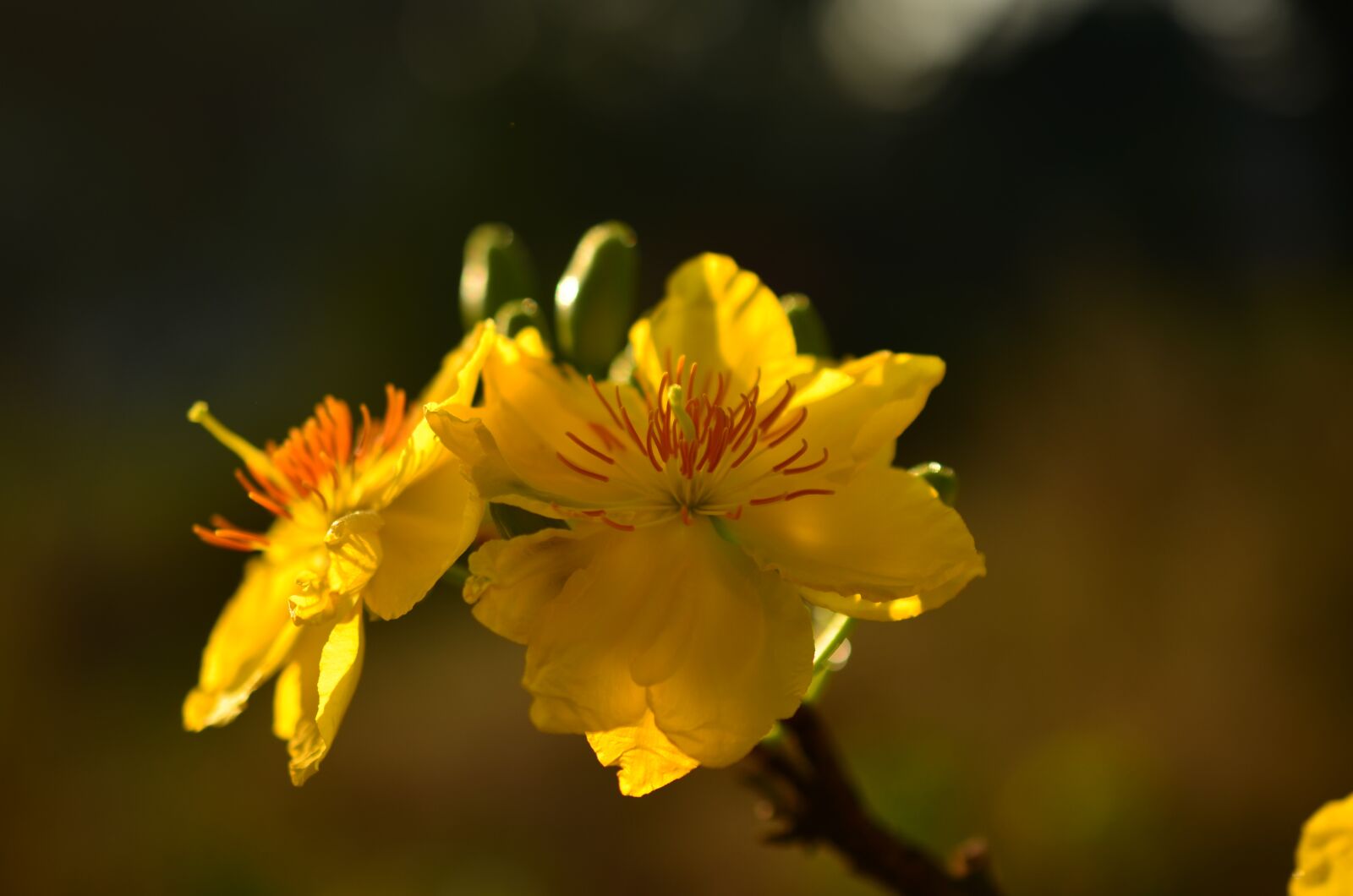 Nikon D7000 sample photo. Apricot flowers, flowers, closeup photography