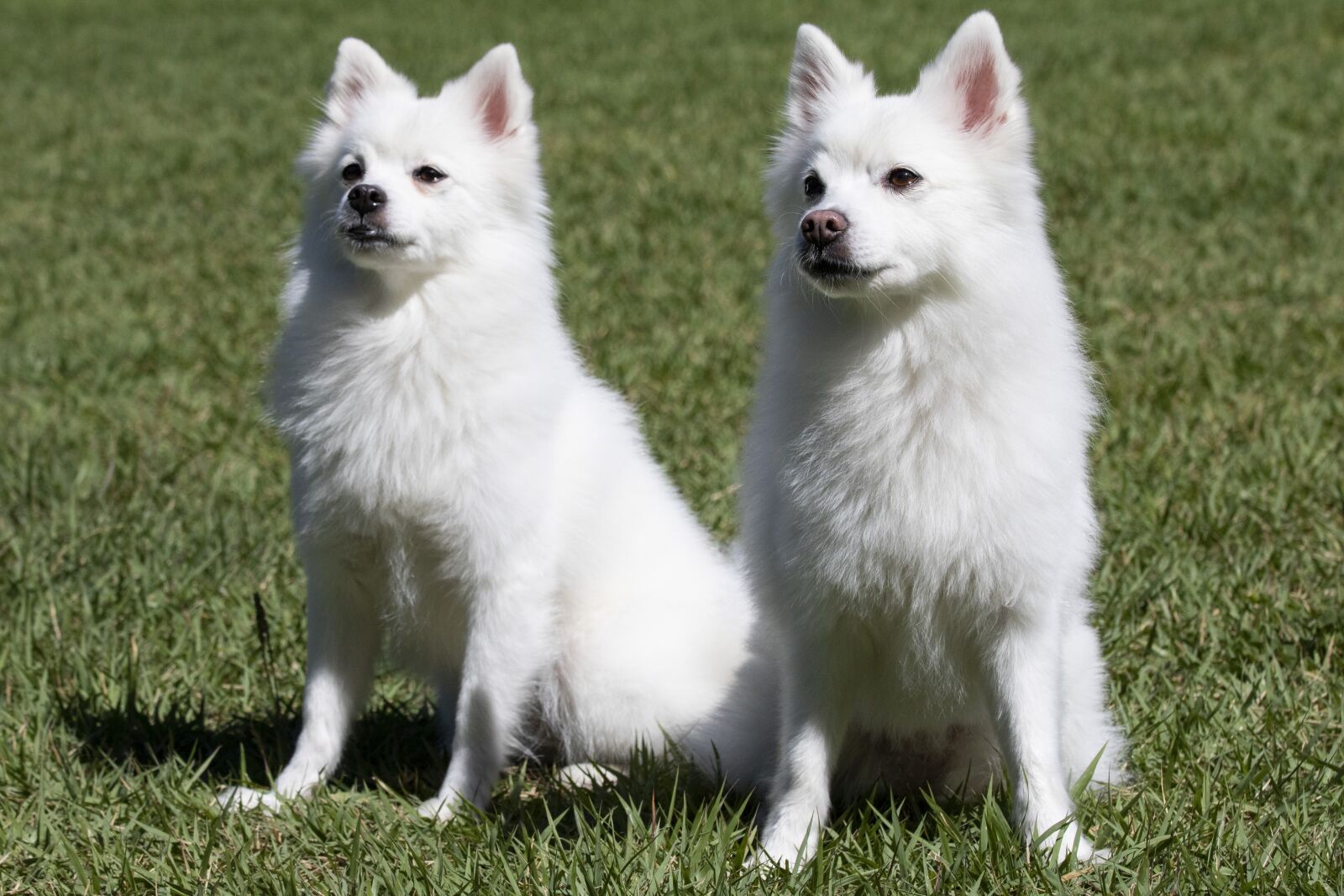 Canon EOS 750D (EOS Rebel T6i / EOS Kiss X8i) sample photo. Spitz, pets, dog photography