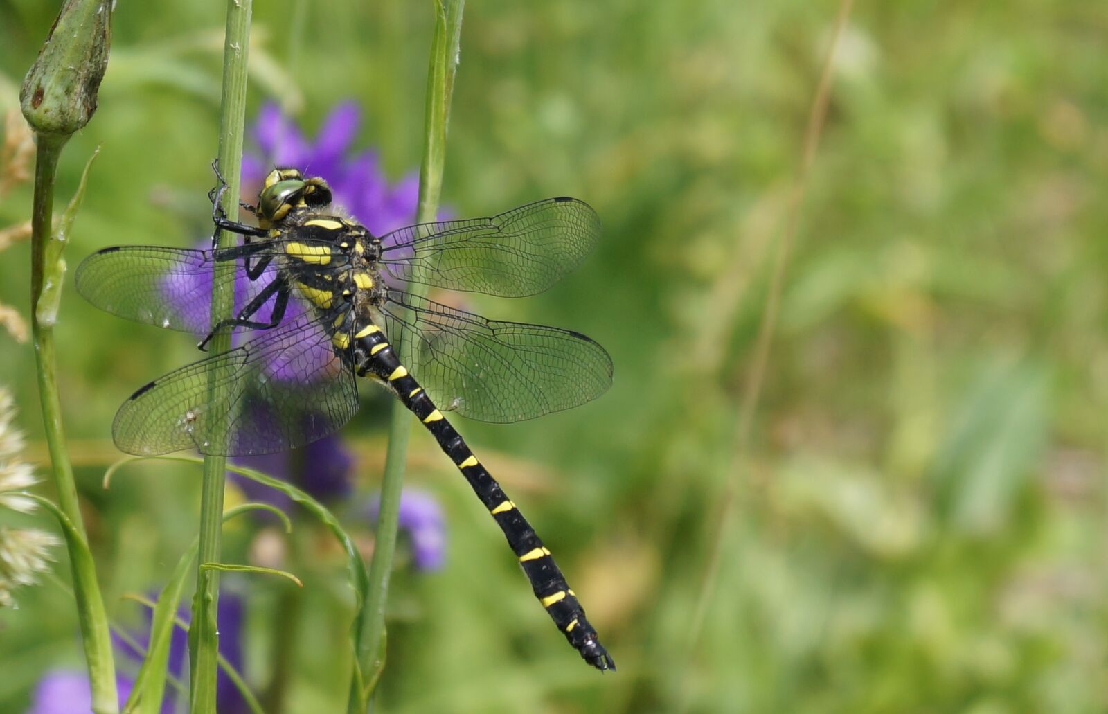 Sony DT 18-55mm F3.5-5.6 SAM II sample photo. Fauna, insects photography