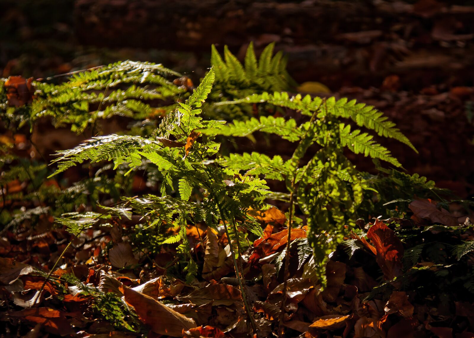 Canon EOS 50D + Canon EF 24-105mm F4L IS USM sample photo. Fern, forest, plant photography