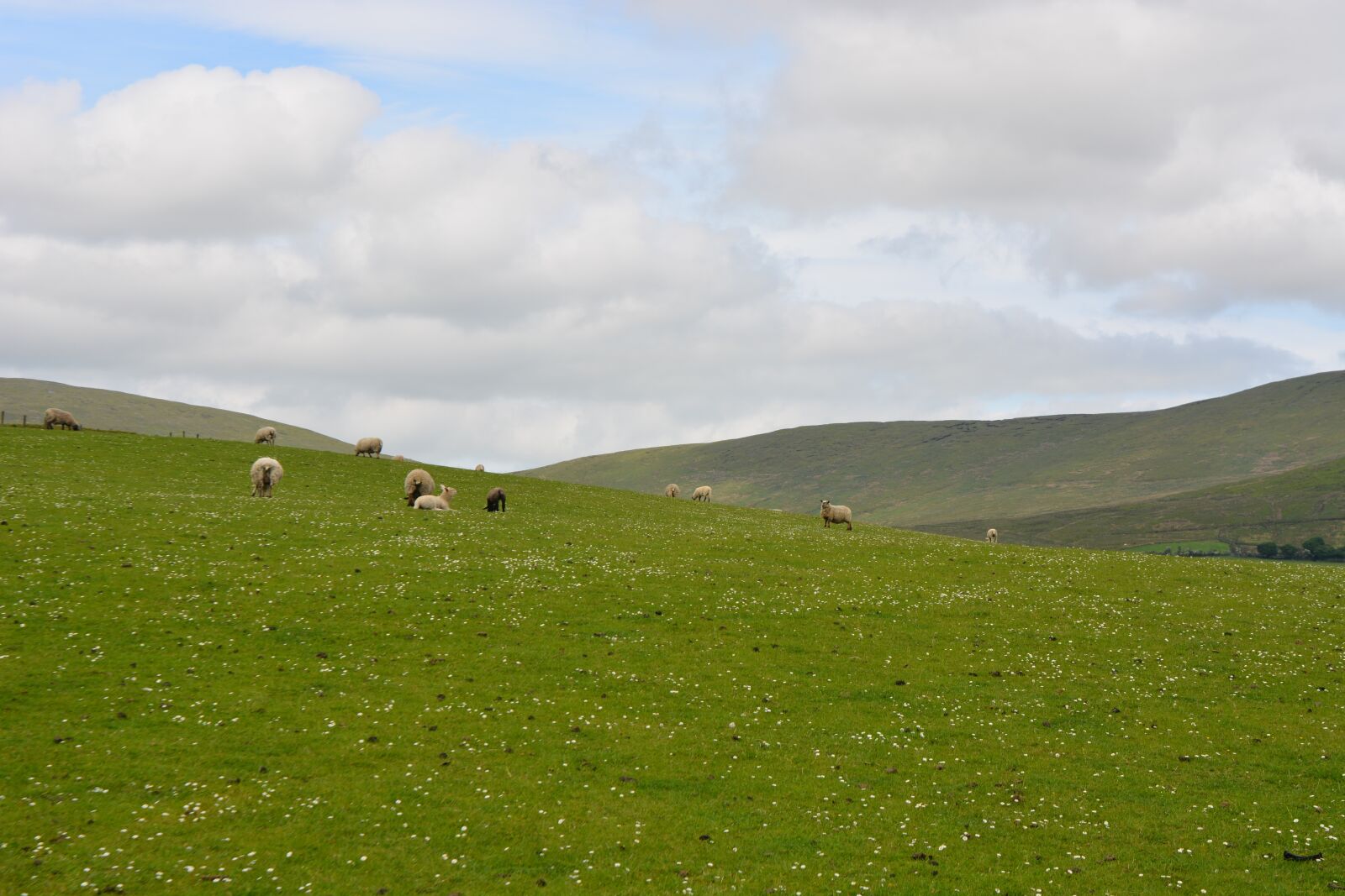 Nikon D7100 sample photo. Animals, nature, ireland sheep photography