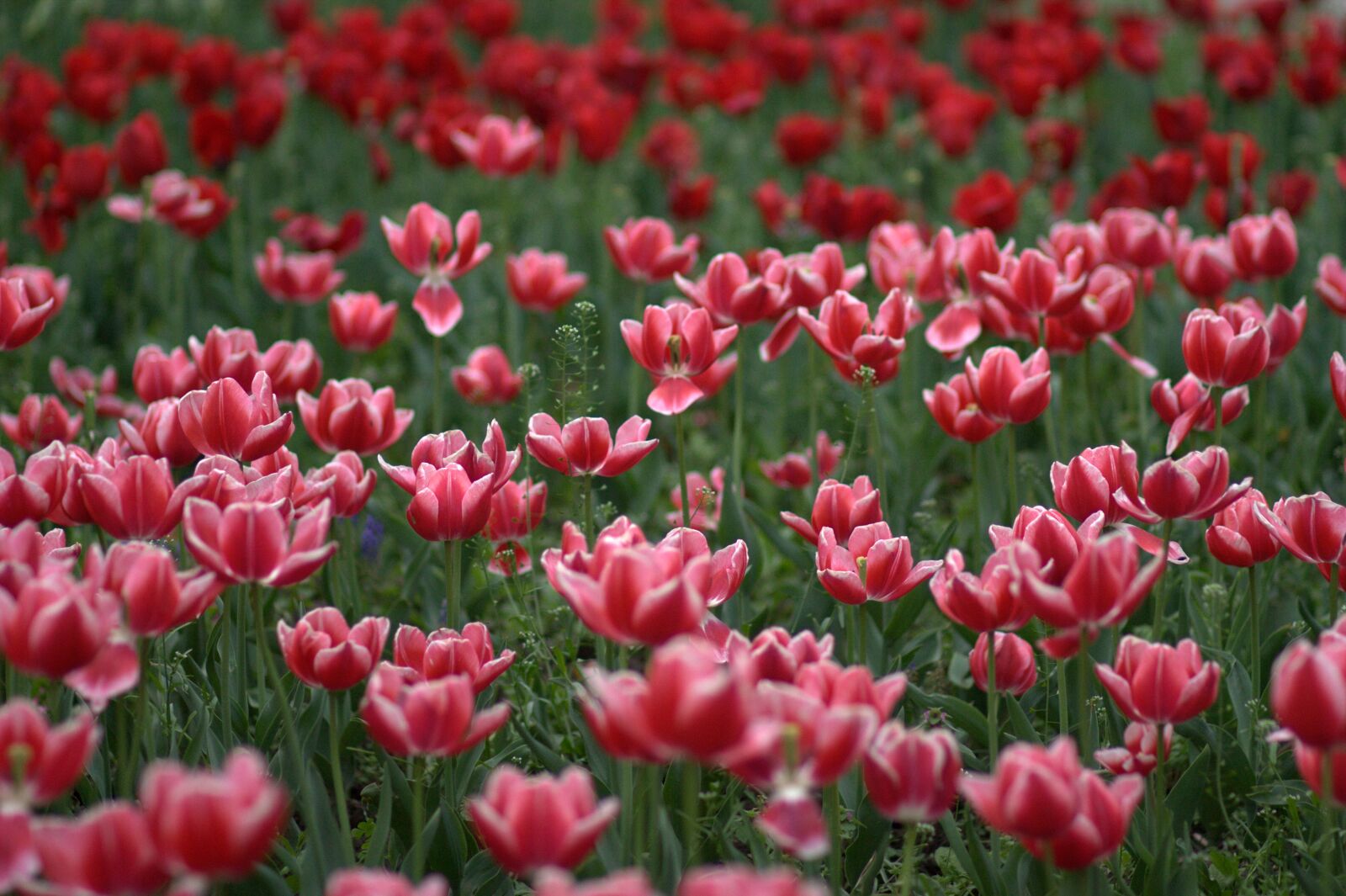 Canon EOS 450D (EOS Rebel XSi / EOS Kiss X2) sample photo. Tulips, flowers, supplies photography