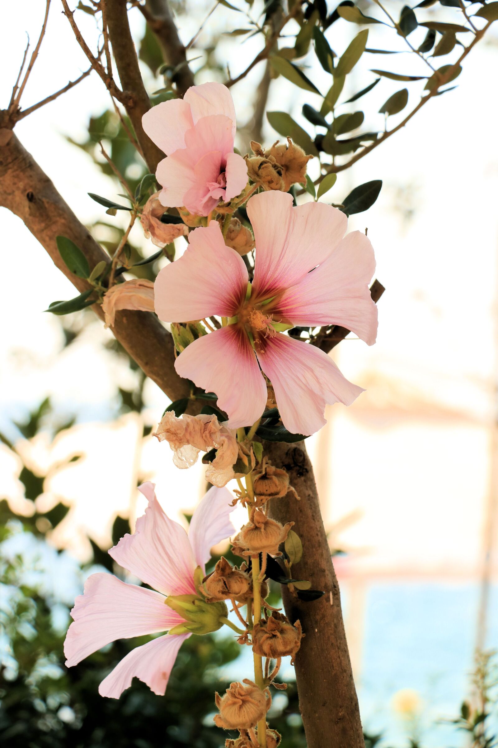 Canon EOS 750D (EOS Rebel T6i / EOS Kiss X8i) sample photo. Pink, spring, flowers photography