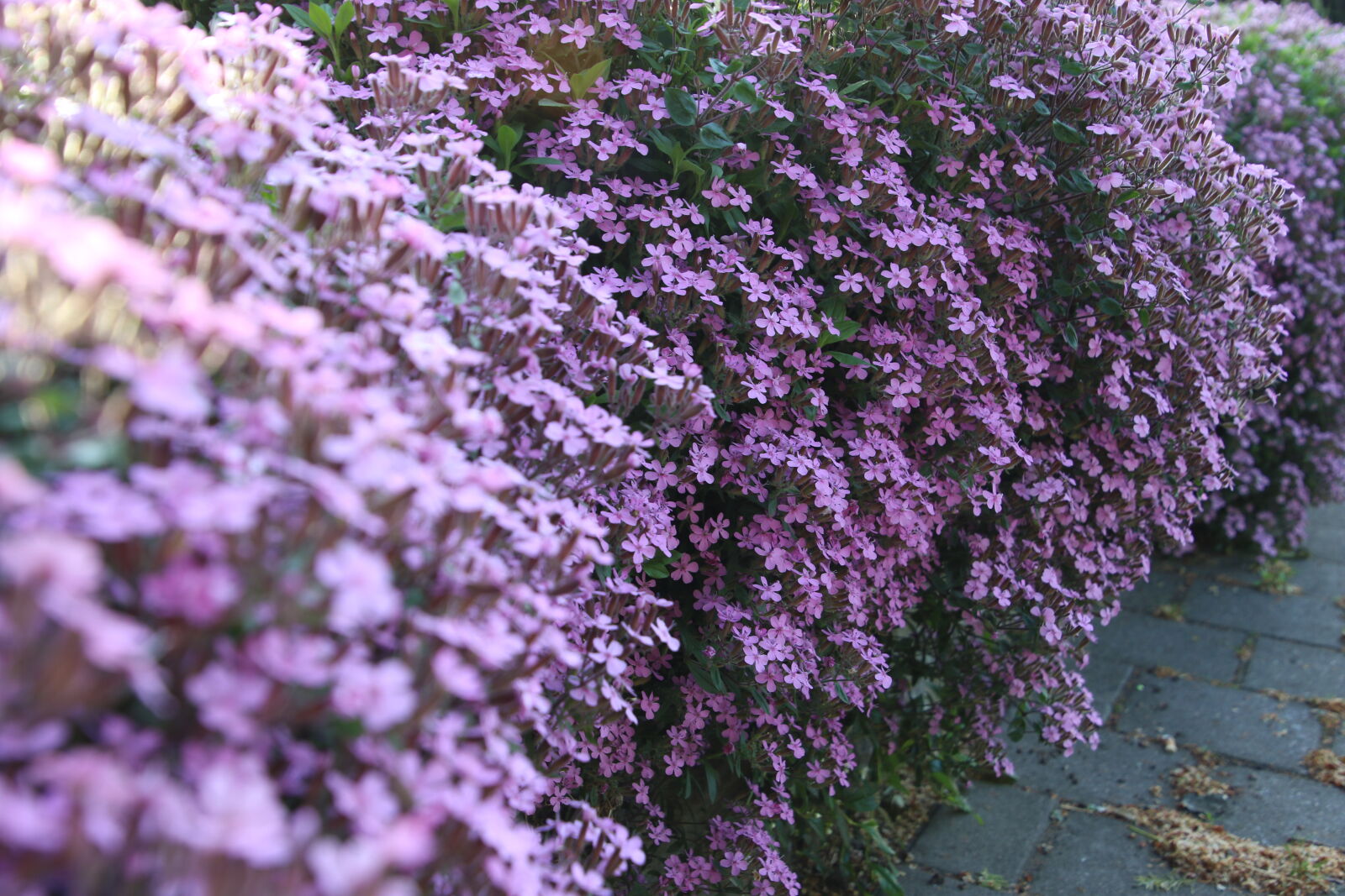 Canon EOS 7D Mark II sample photo. Flower, hedge, flowers, garden photography