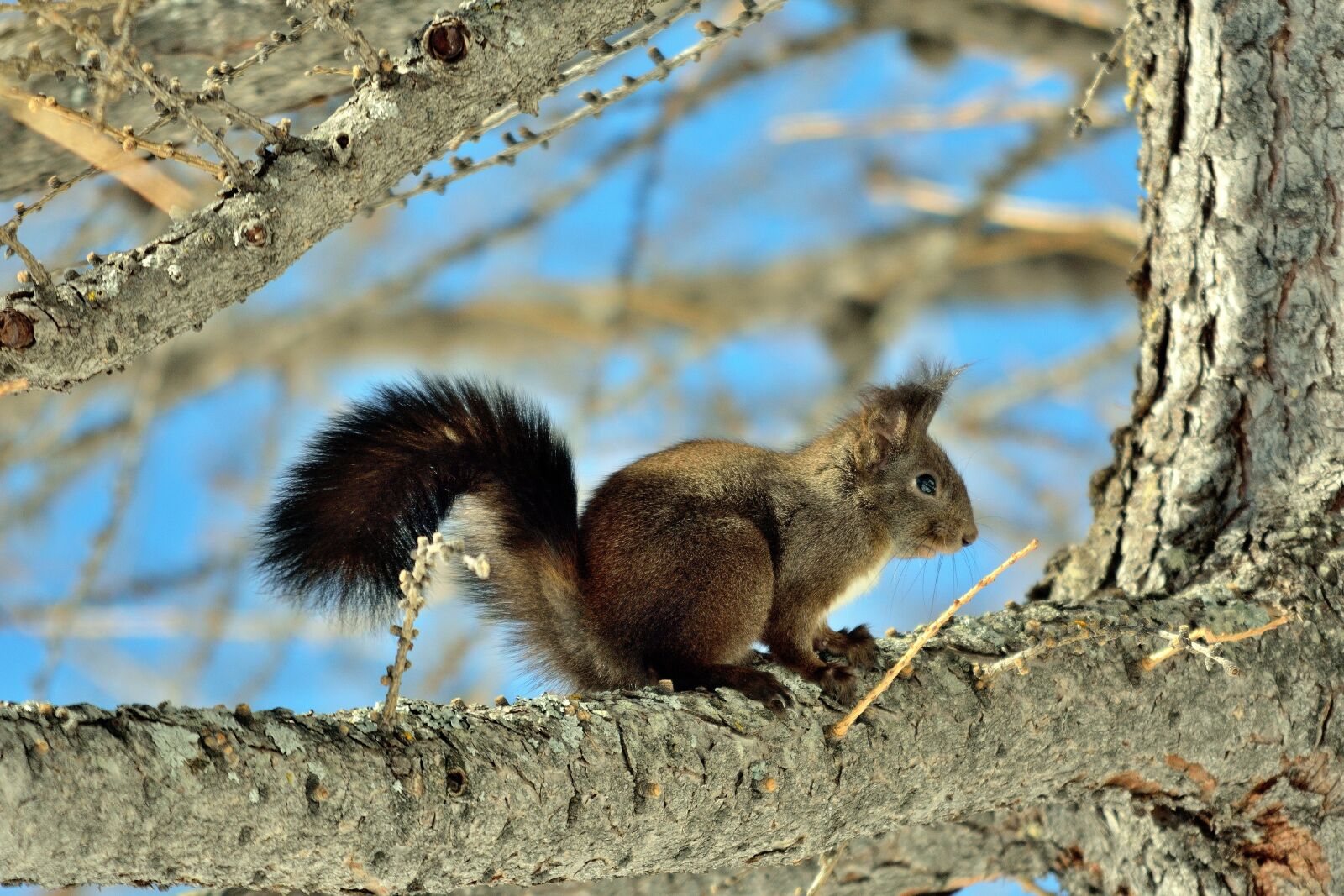Nikon D7100 sample photo. Squirrel, nature, animals photography