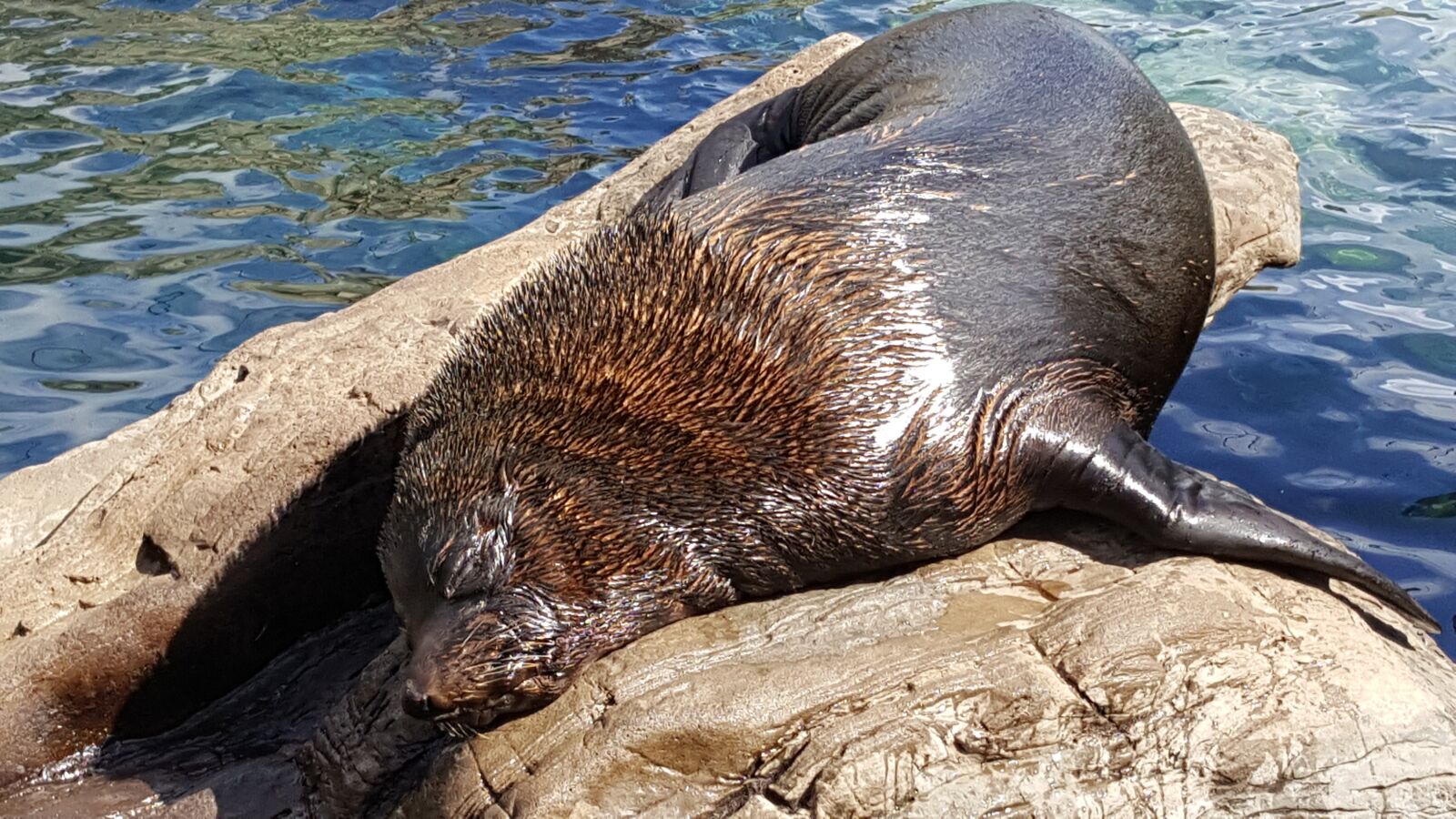 Samsung Galaxy S6 sample photo. Sea lion, zoo, mammal photography