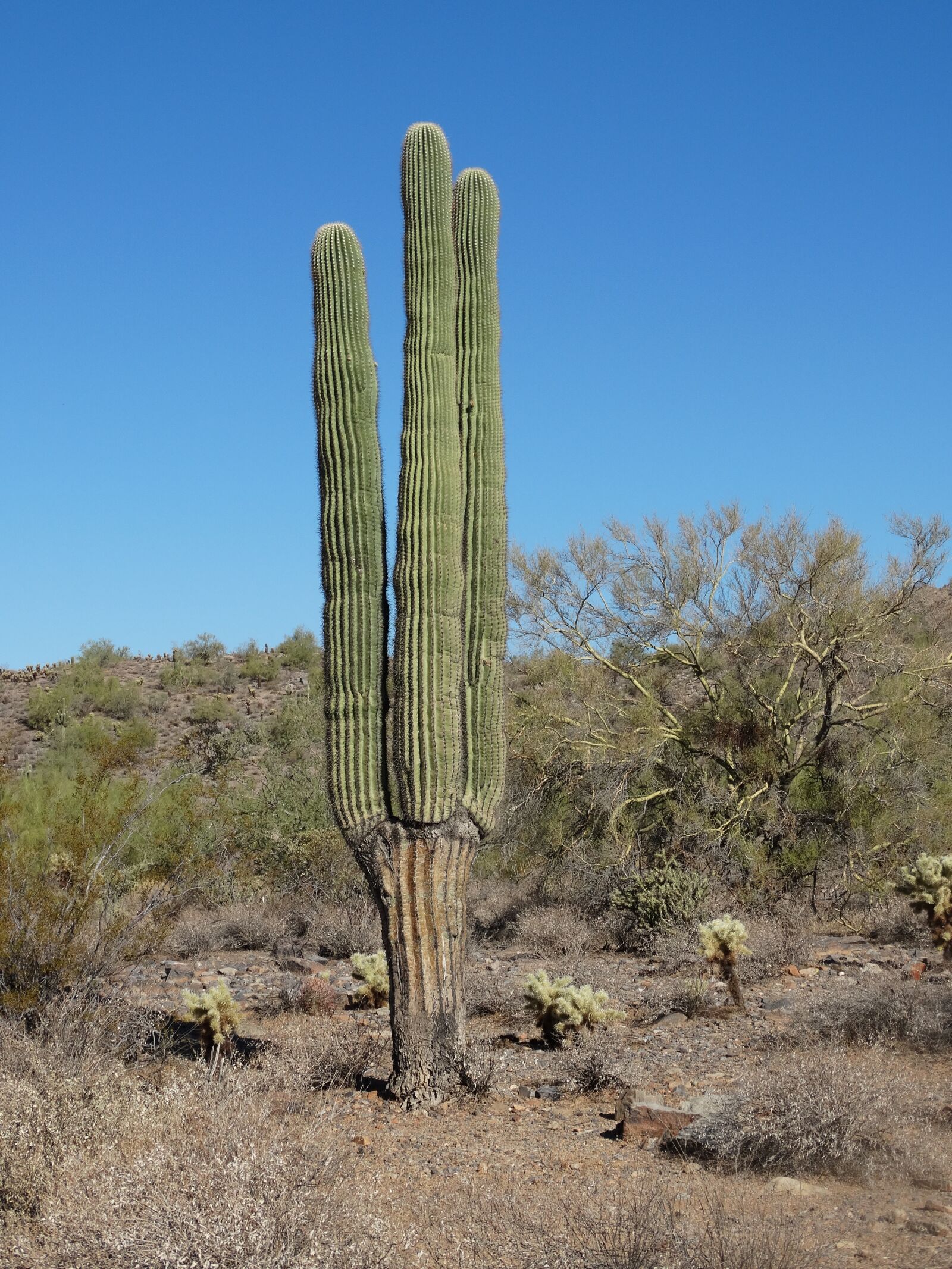 Sony Cyber-shot DSC-HX300 sample photo. Saguaro, desert, sonoran photography