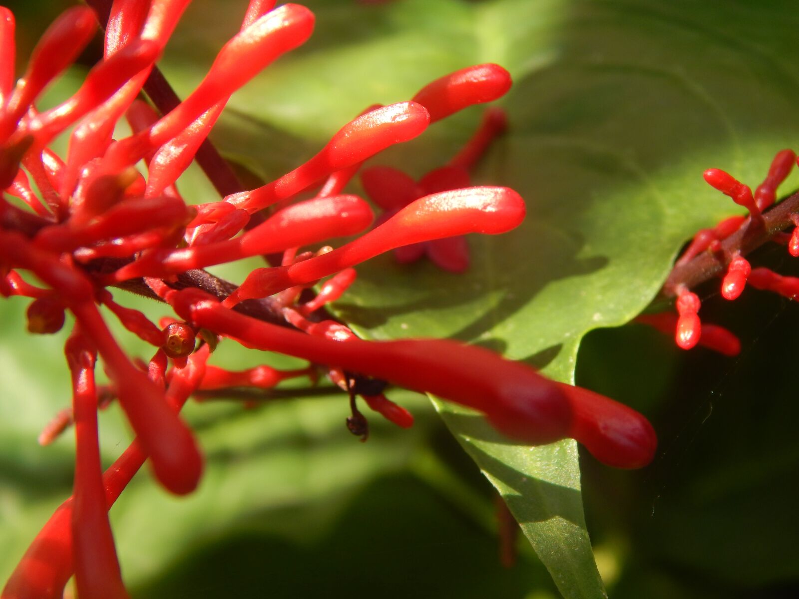 Nikon Coolpix L820 sample photo. Flower, red, macro photography