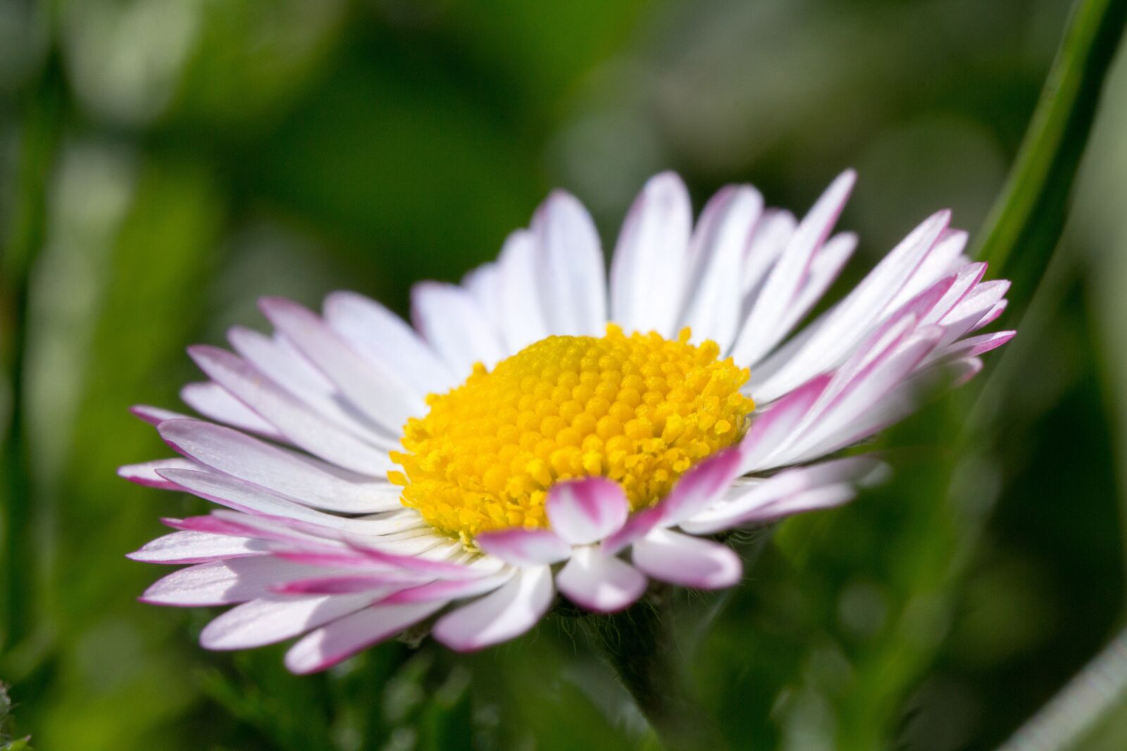 Canon EOS 60D sample photo. Daisy, blossom, bloom photography