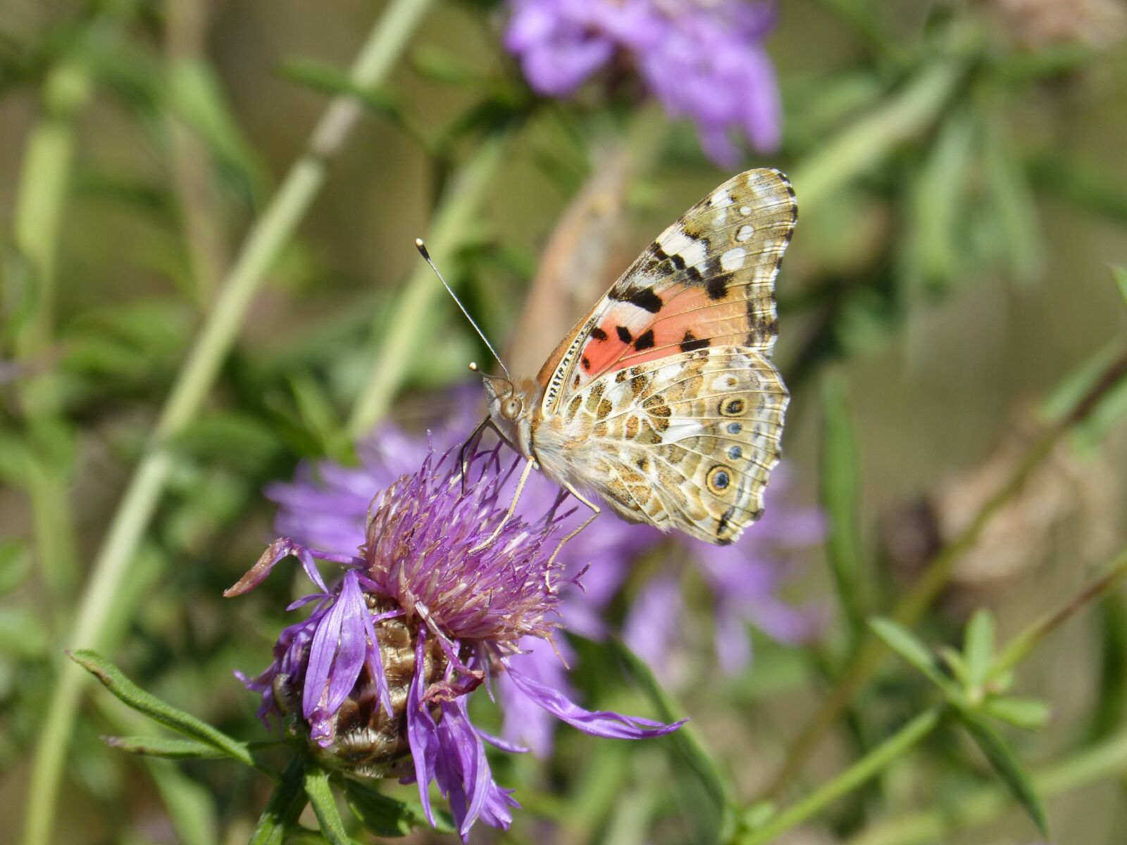 Panasonic DMC-FZ62 sample photo. Butterfly, vanesa, vanesa from photography