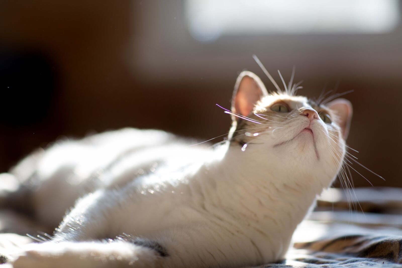 Canon EF 85mm F1.2L II USM sample photo. Cat, feline, animals photography