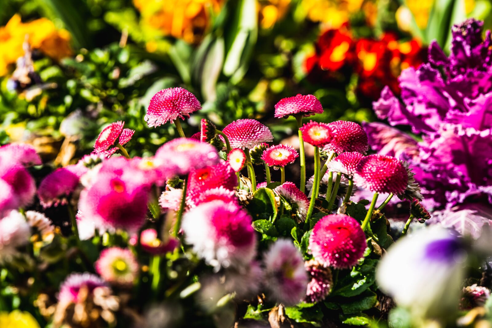 Nikon D750 sample photo. Flowers, flower bed, pink photography