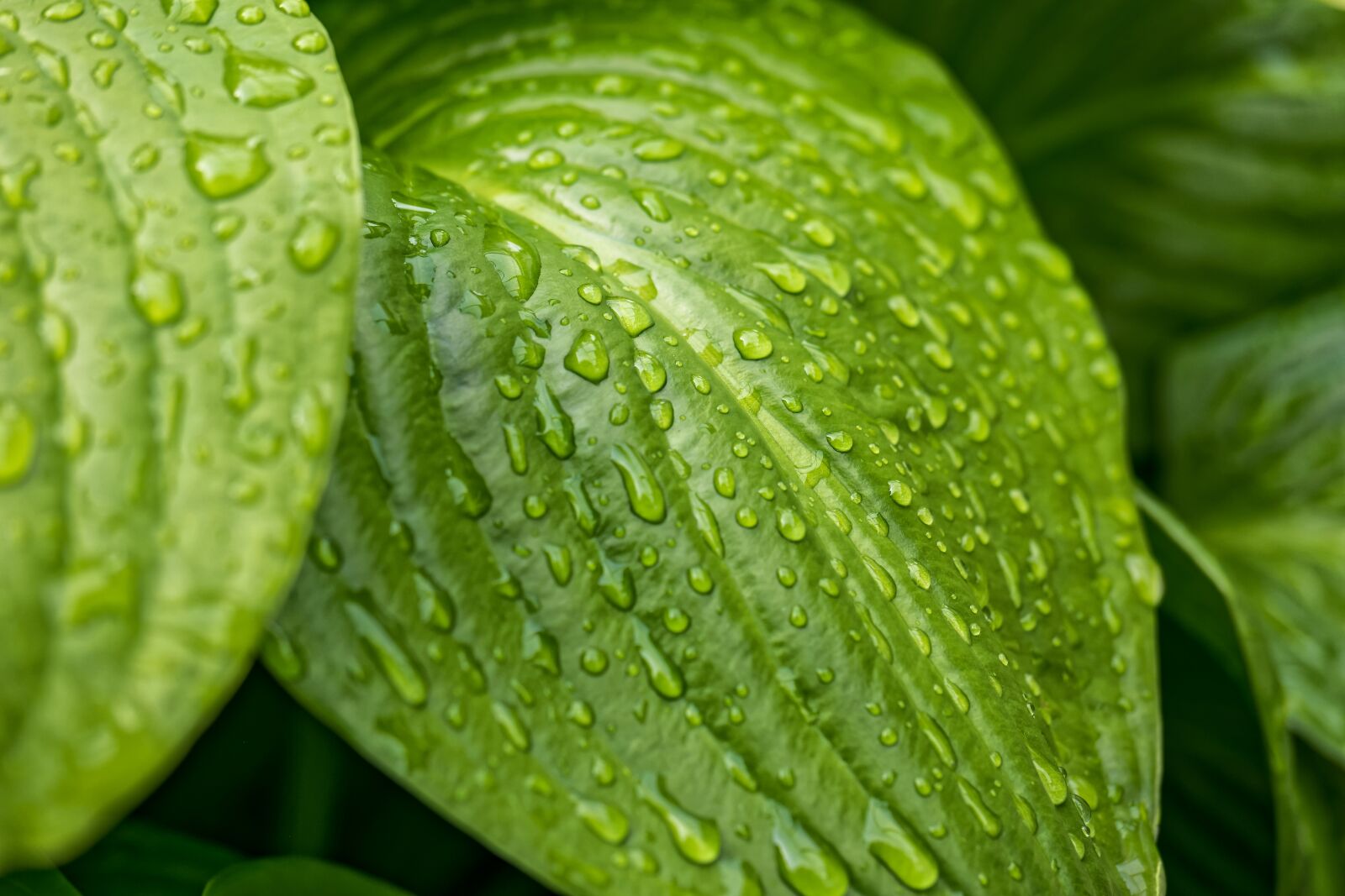 Samsung NX1 sample photo. Leaf, leaves, raindrop photography