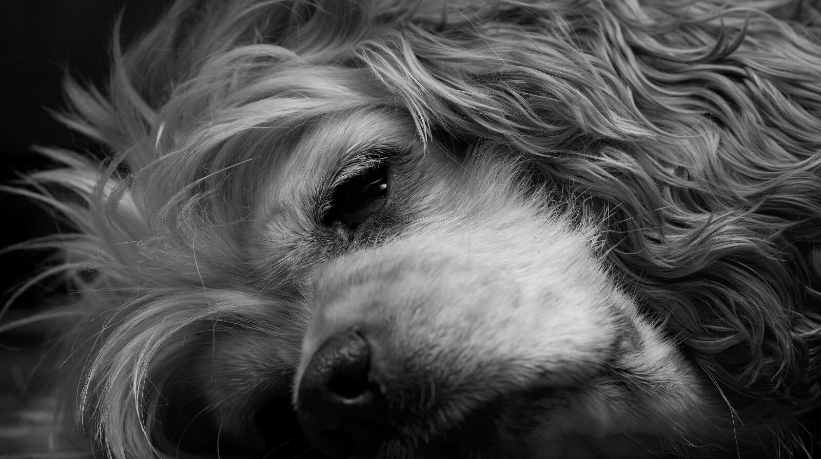 Canon EOS-1D Mark III + Canon EF 100mm F2.8 Macro USM sample photo. Dog, sleeping, black and photography