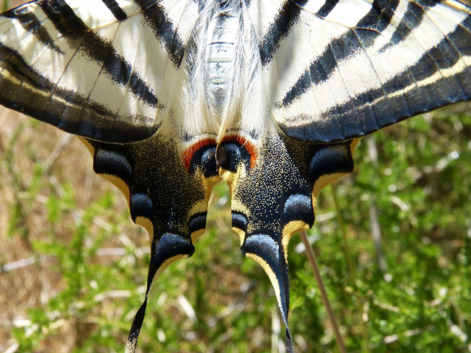 Panasonic DMC-FZ62 sample photo. Wing, scales, papilio machaon photography