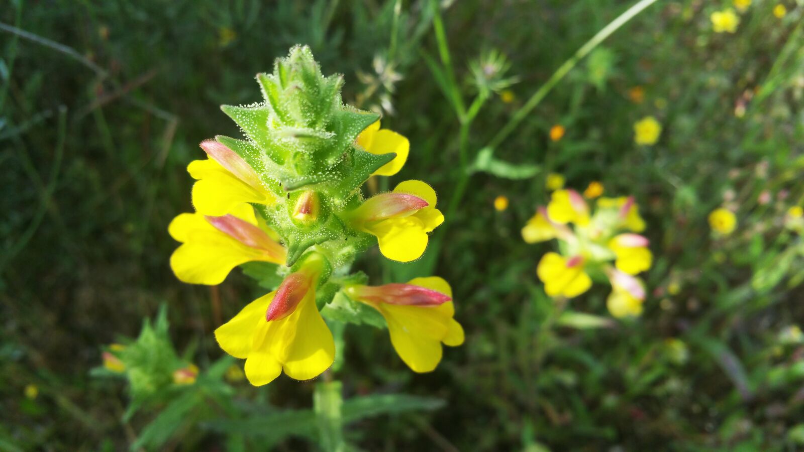 Samsung Galaxy Note4 sample photo. Nature, flower, flowers photography