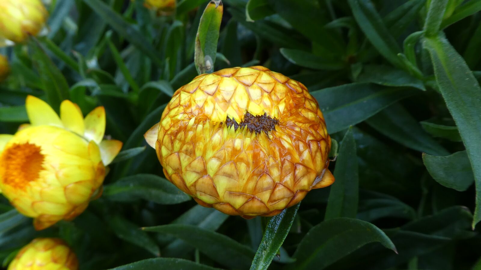 Panasonic DMC-TZ81 sample photo. Closed straw flower, yellow photography