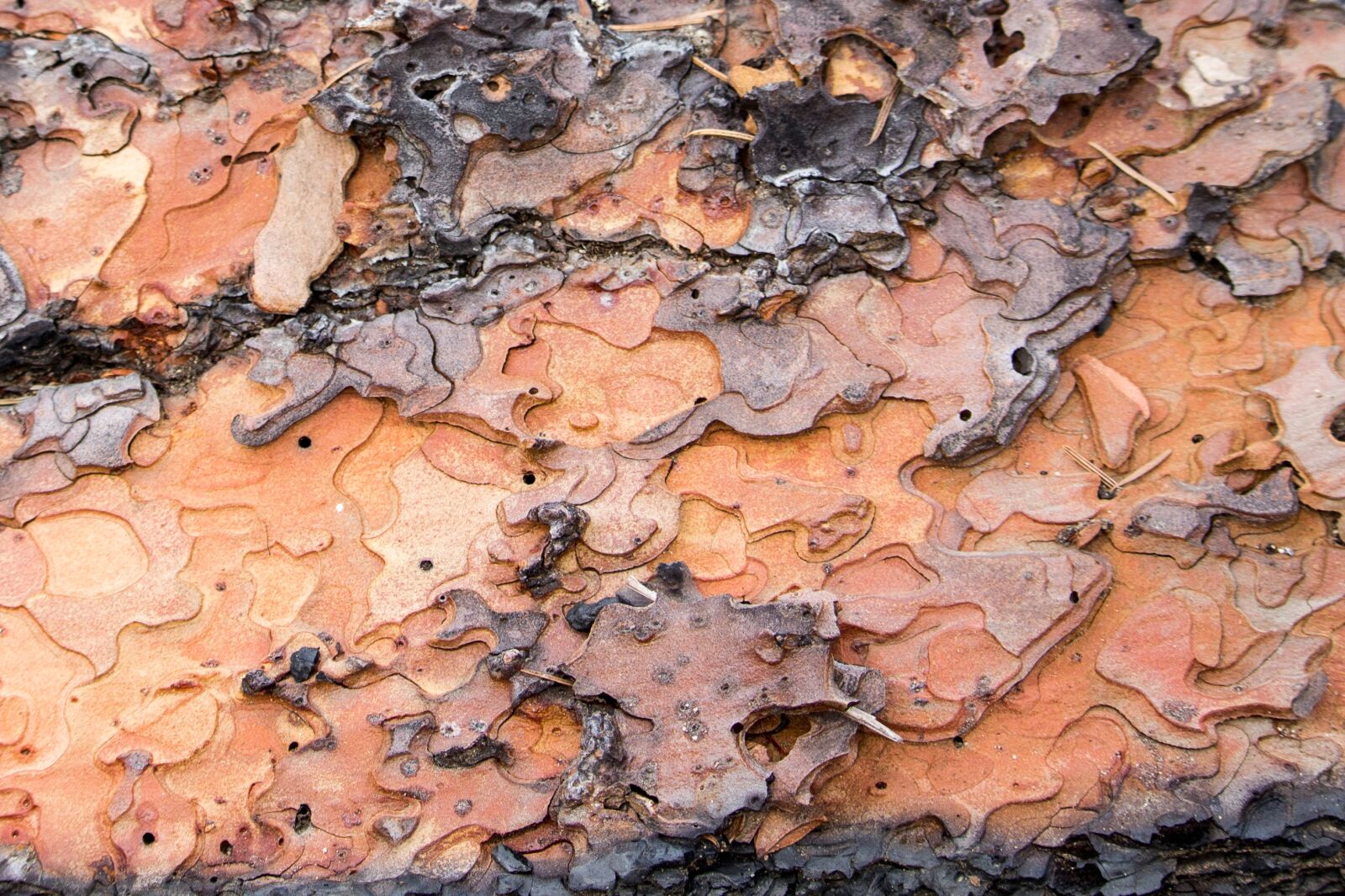 Canon EOS 700D (EOS Rebel T5i / EOS Kiss X7i) sample photo. Tree bark, puzzle shapes photography