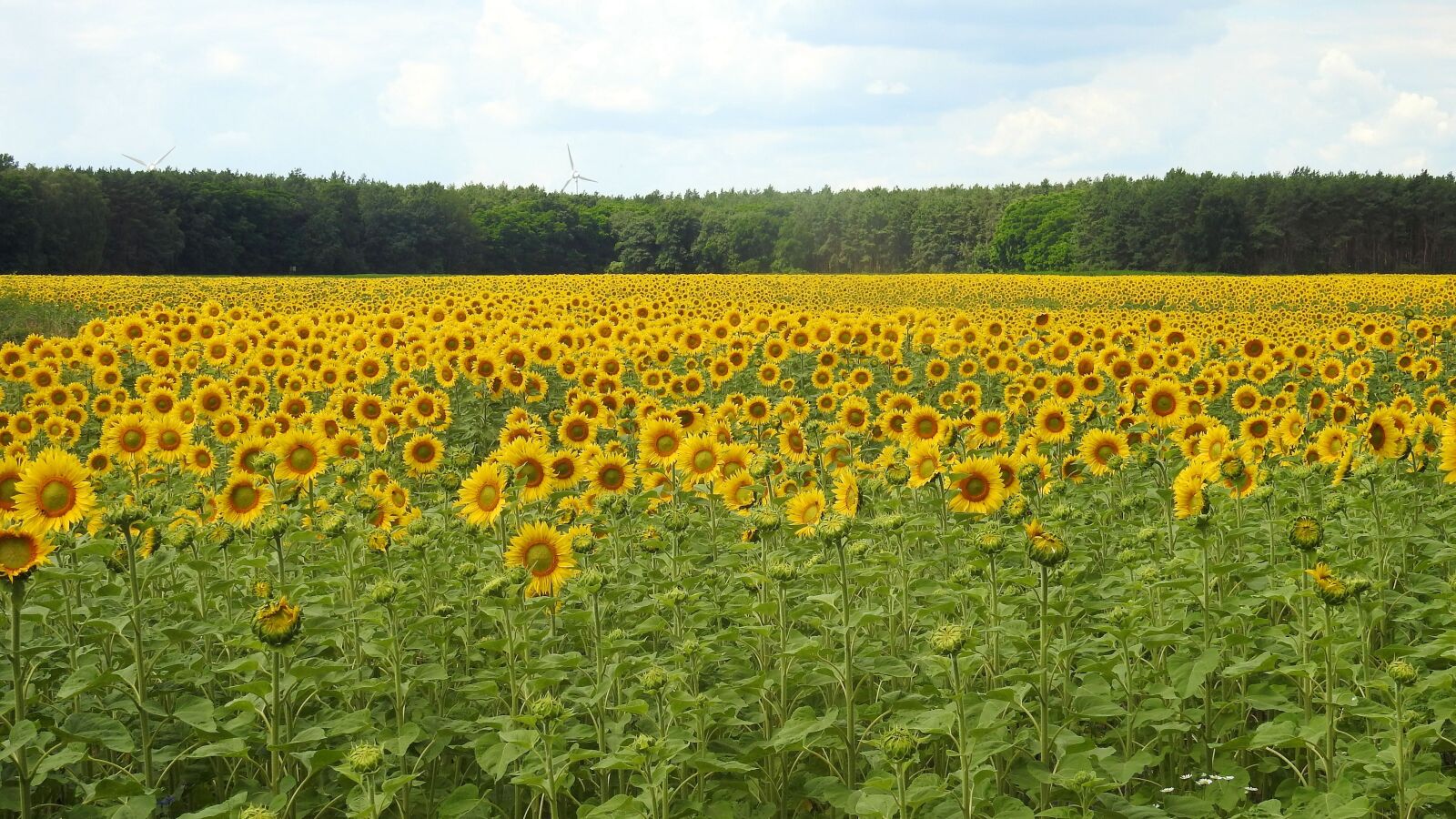 Nikon Coolpix P900 sample photo. Landscape, sunflower, blossom photography