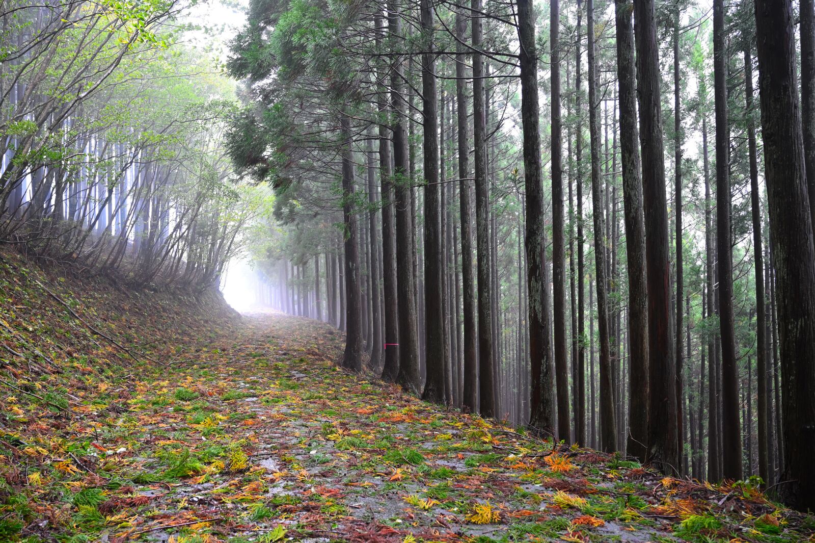 Nikon Nikkor Z 24-70mm F2.8 S sample photo. Fog, woods, natural photography