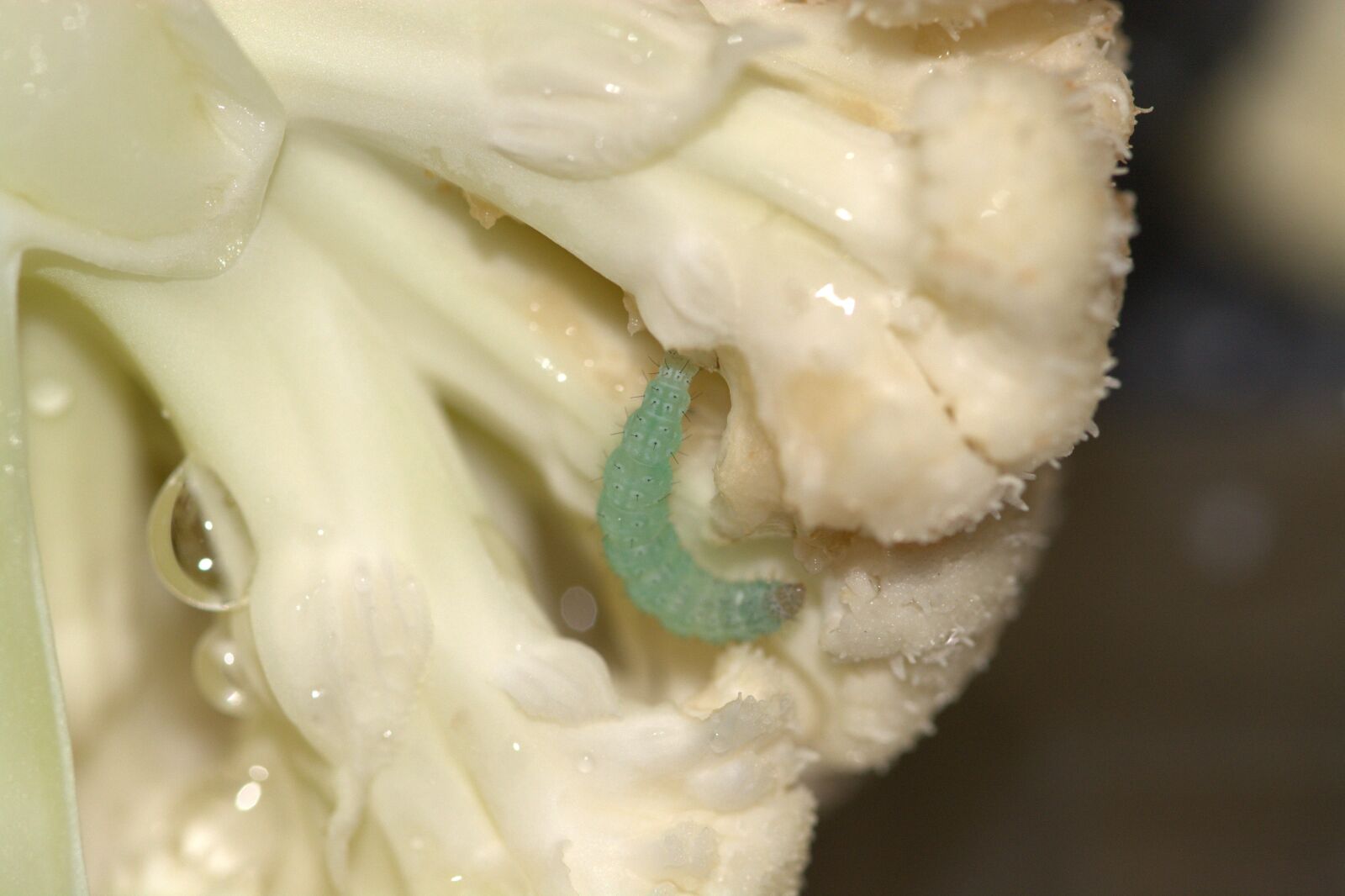 Nikon D5200 sample photo. Cauliflower, pest, cabbage caterpillar photography