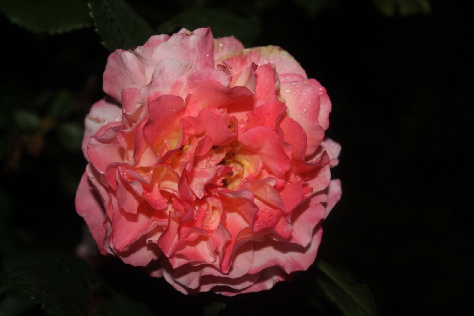 Canon EOS 1300D (EOS Rebel T6 / EOS Kiss X80) sample photo. Pink rose in the photography