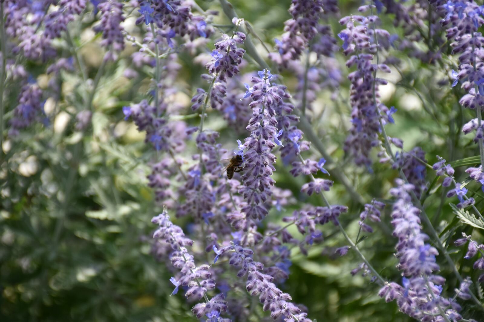 Nikon D7200 sample photo. Bee, flower, nature photography